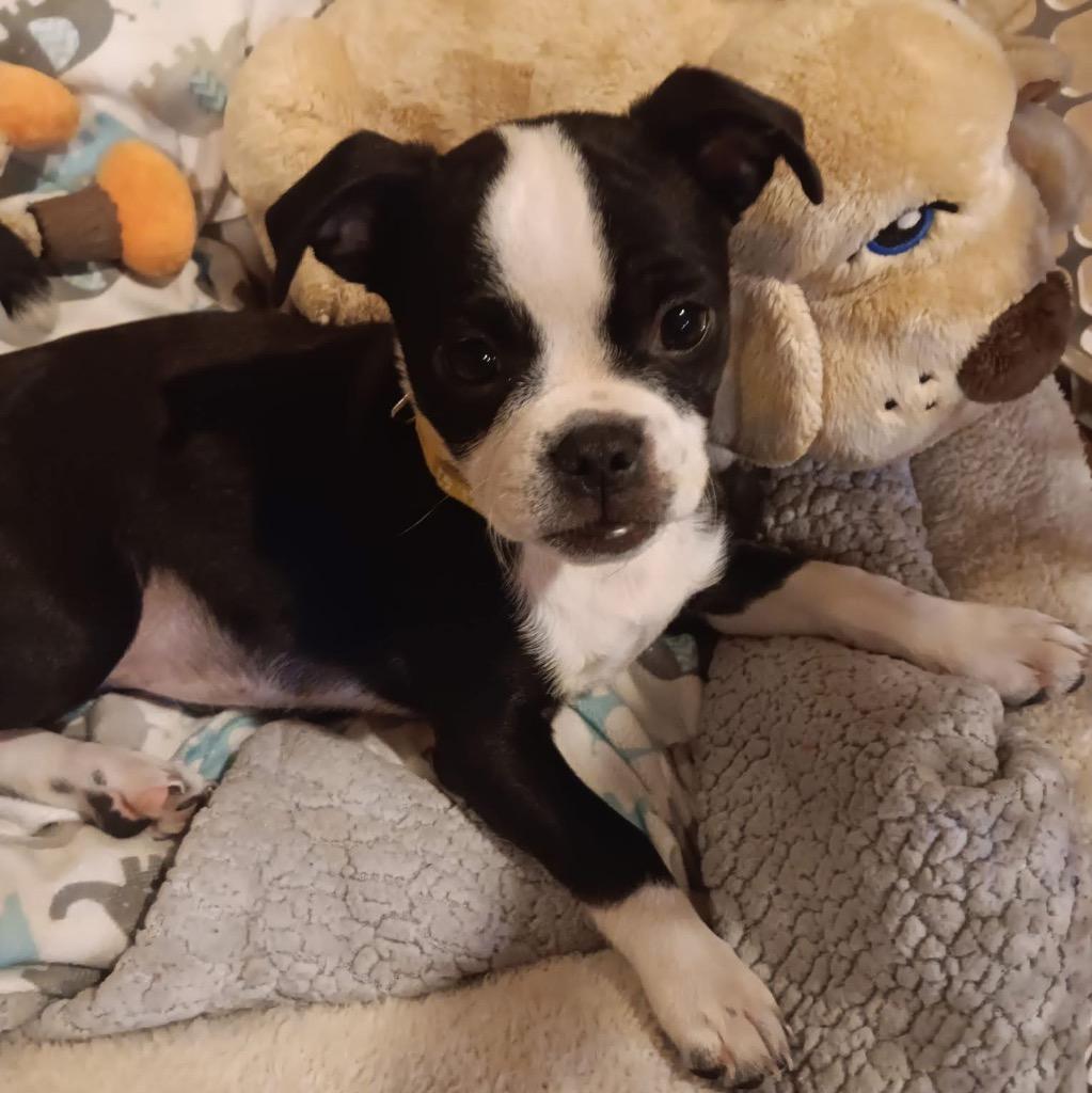 Tessa, Adoptable, Puppy Female Chihuahua & Pug.