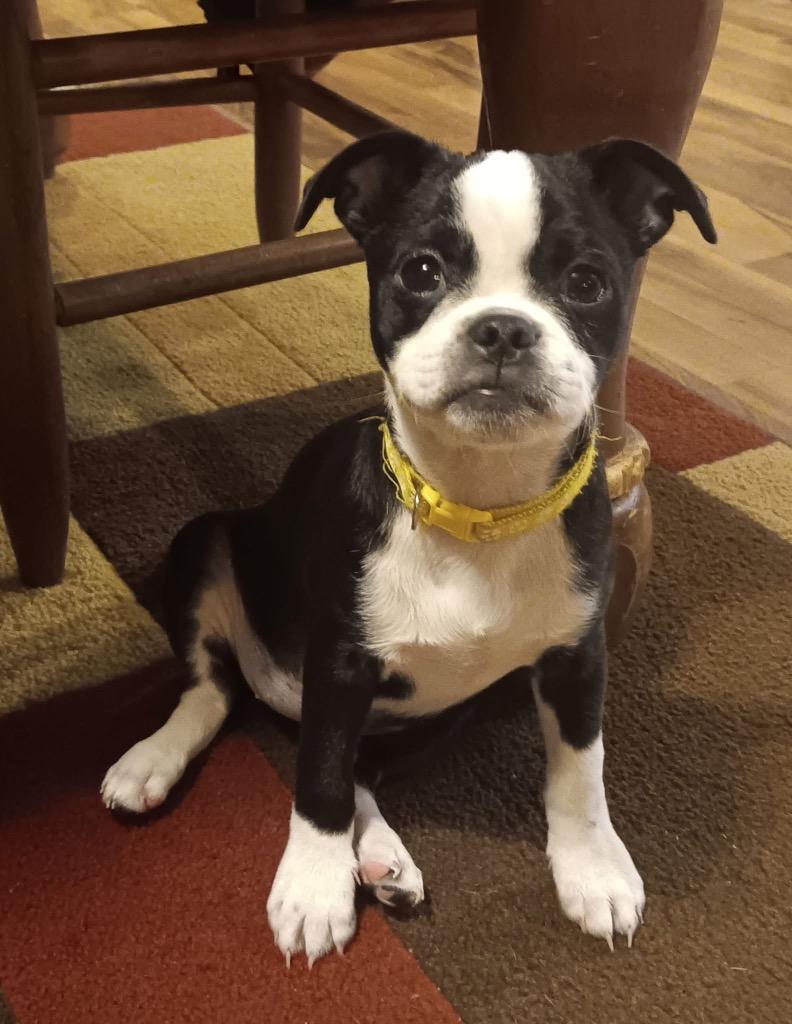 Enlarge Tessa, a Adoptable mixed breed in Bristol, WI image 2/6