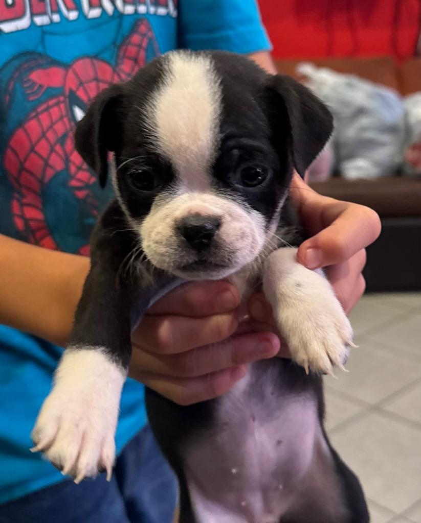 Enlarge Tessa, a Adoptable mixed breed in Bristol, WI image 3/6