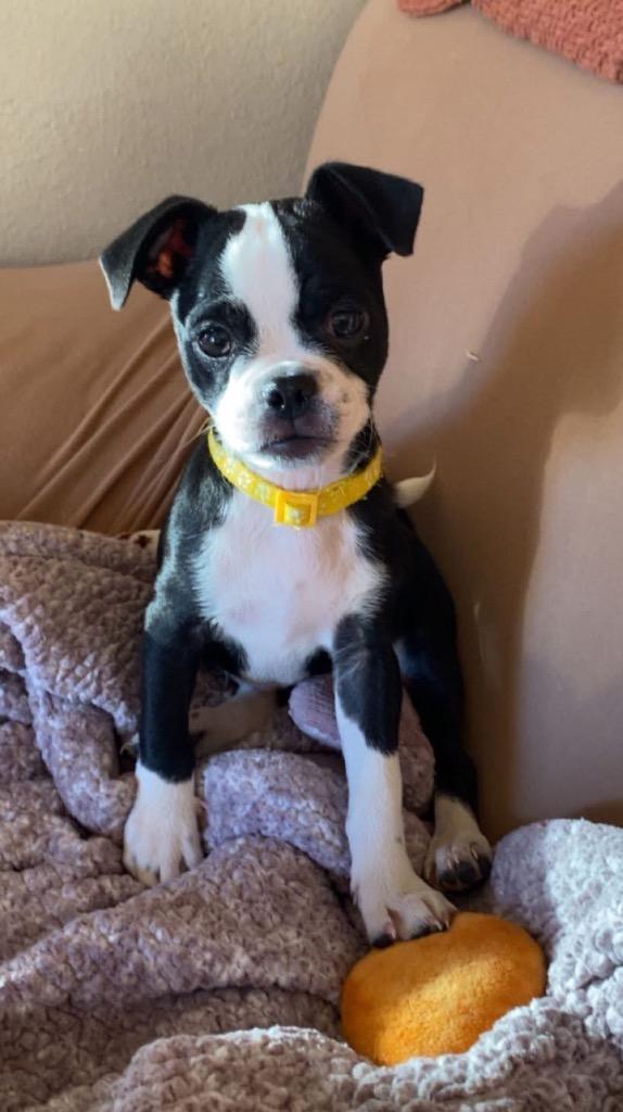 Enlarge Tessa, a Adoptable mixed breed in Bristol, WI image 4/6