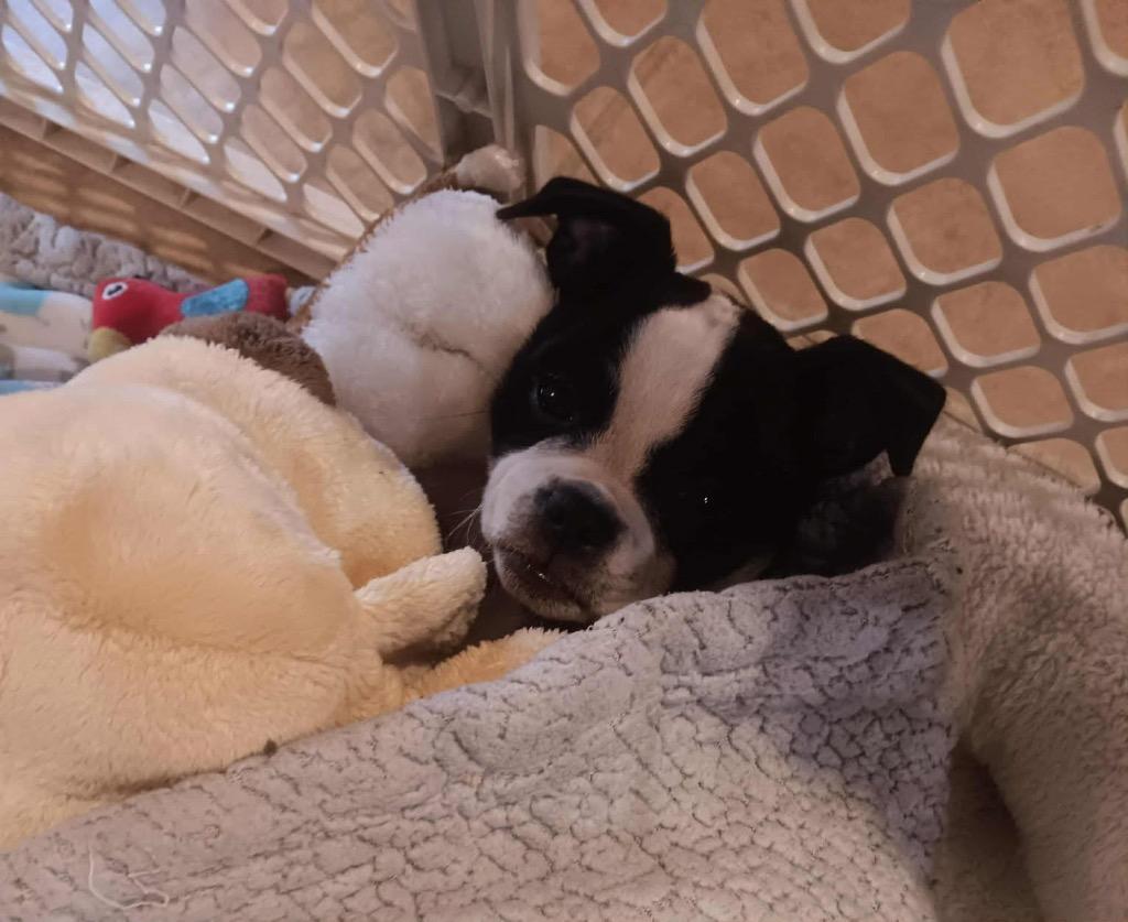 Enlarge Tessa, a Adoptable mixed breed in Bristol, WI image 5/6