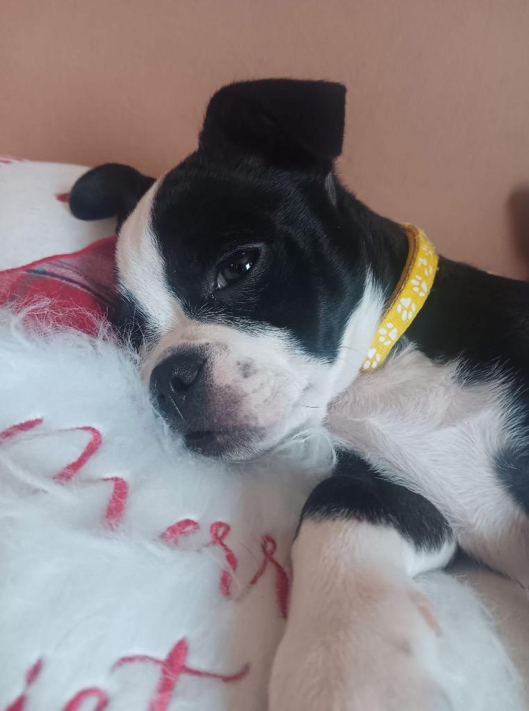 Enlarge Tessa, a Adoptable mixed breed in Bristol, WI image 6/6