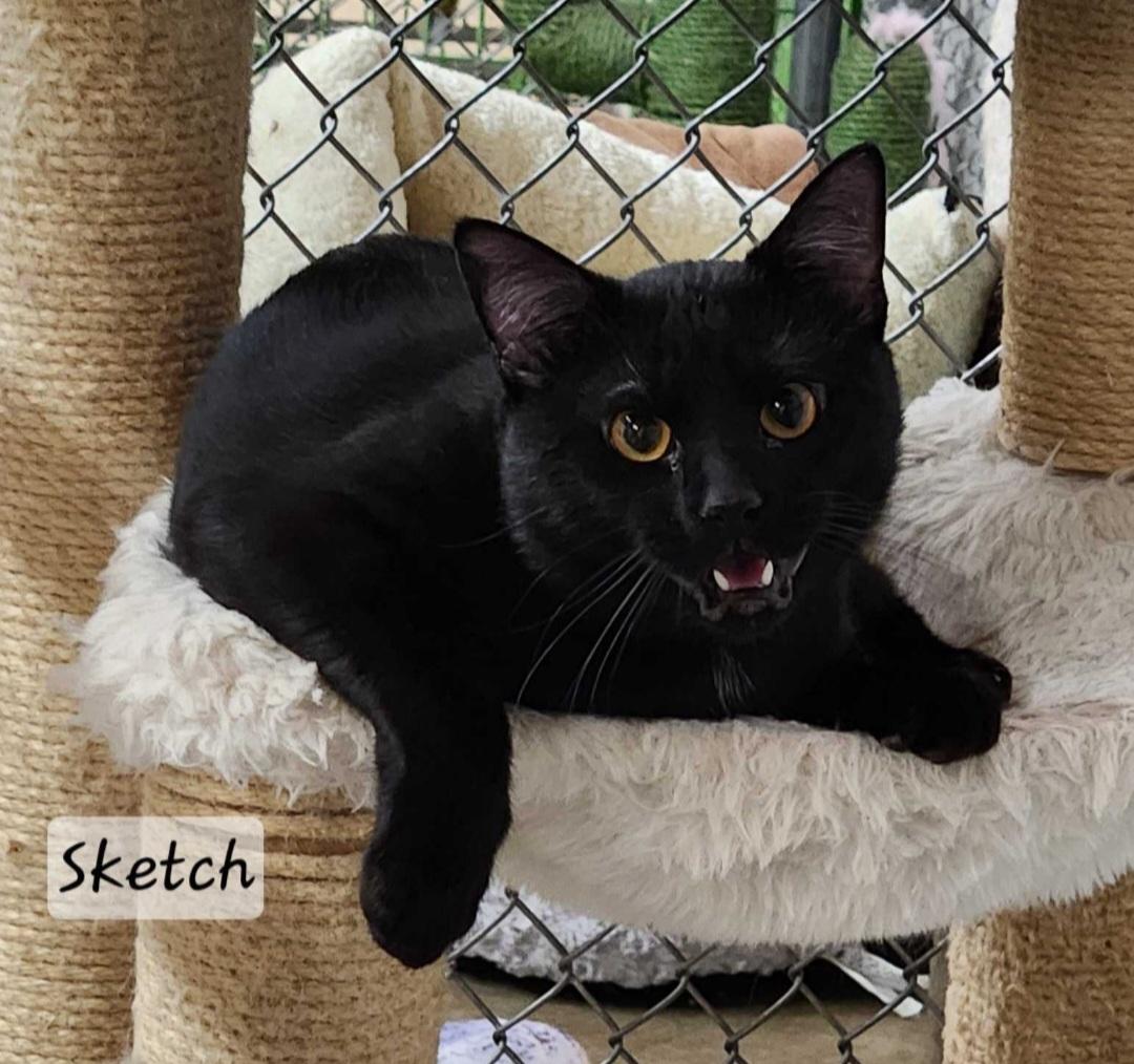 Enlarge Sketch, a ADOPTABLE Domestic Short Hair in Durand, WI image 3/3