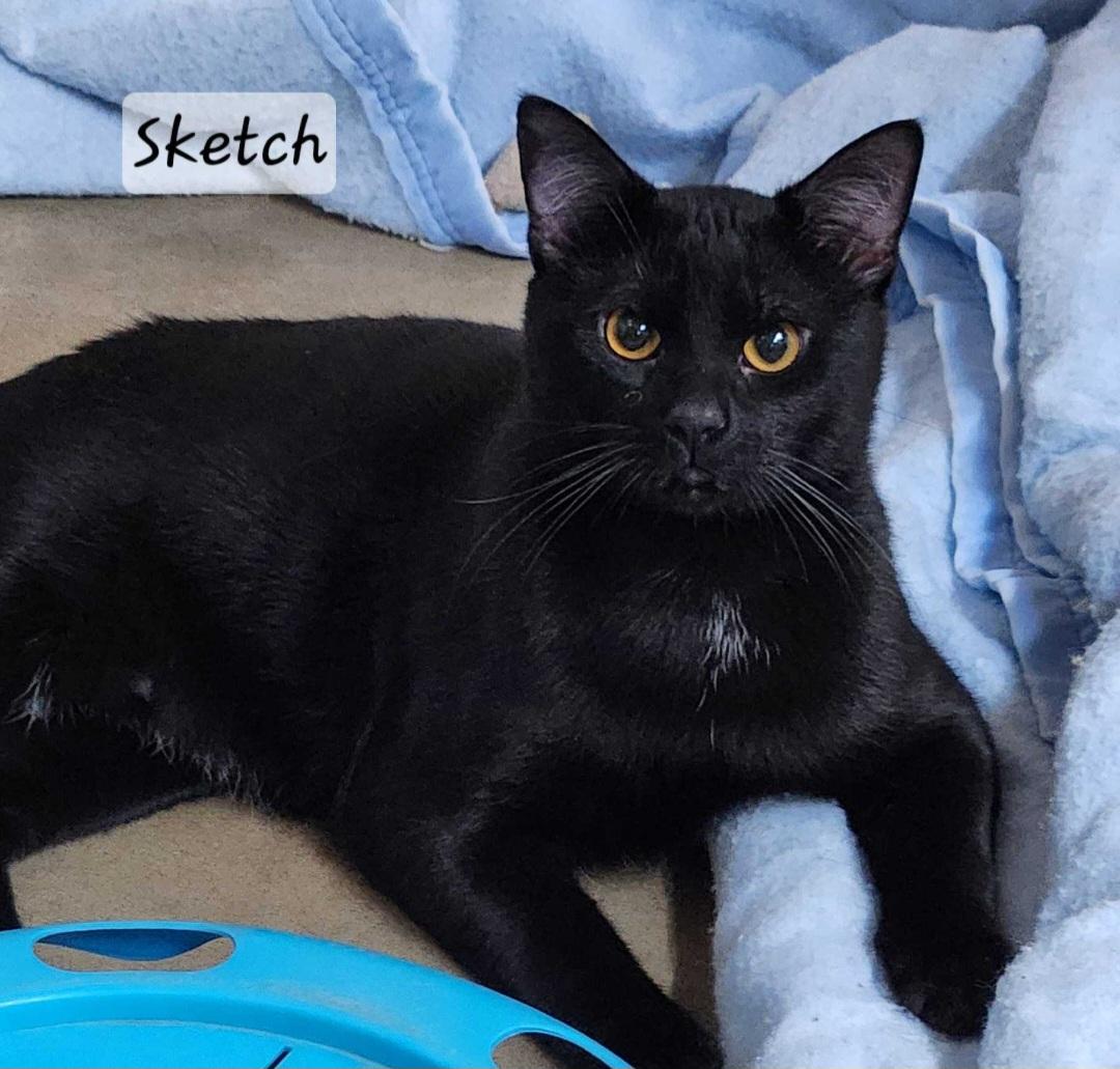 Sketch, ADOPTABLE, Adult Male Domestic Short Hair.
