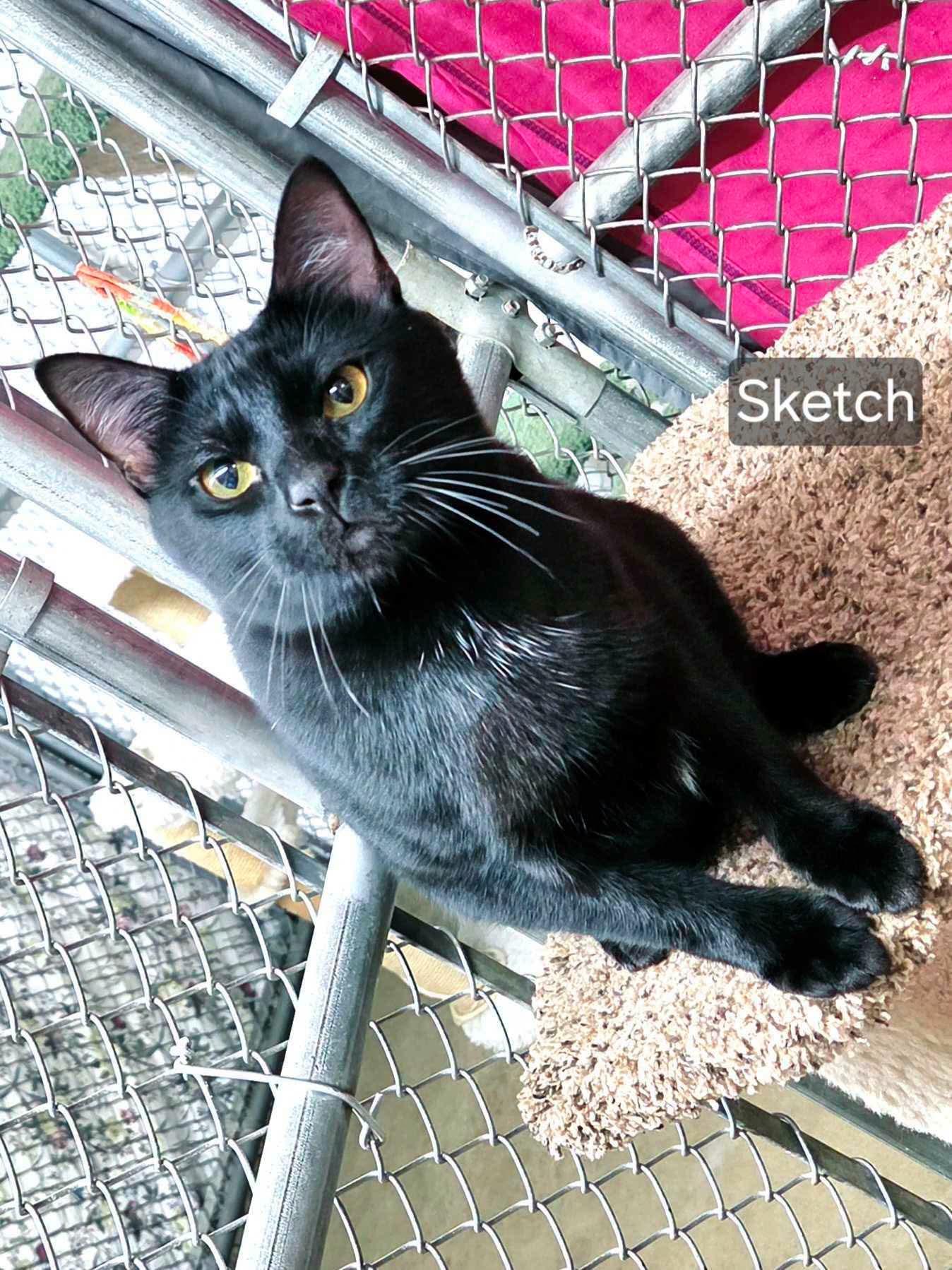 Sketch, ADOPTABLE, Adult Male Domestic Short Hair.