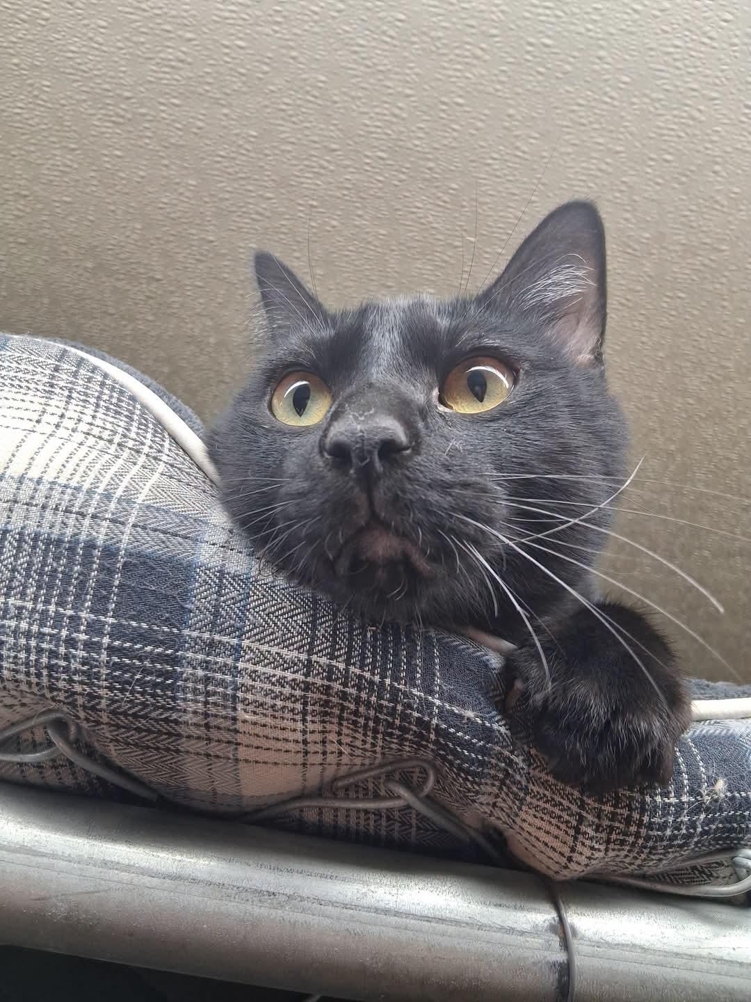 Sketch, a ADOPTABLE Domestic Short Hair in Durand, WI image 1/4