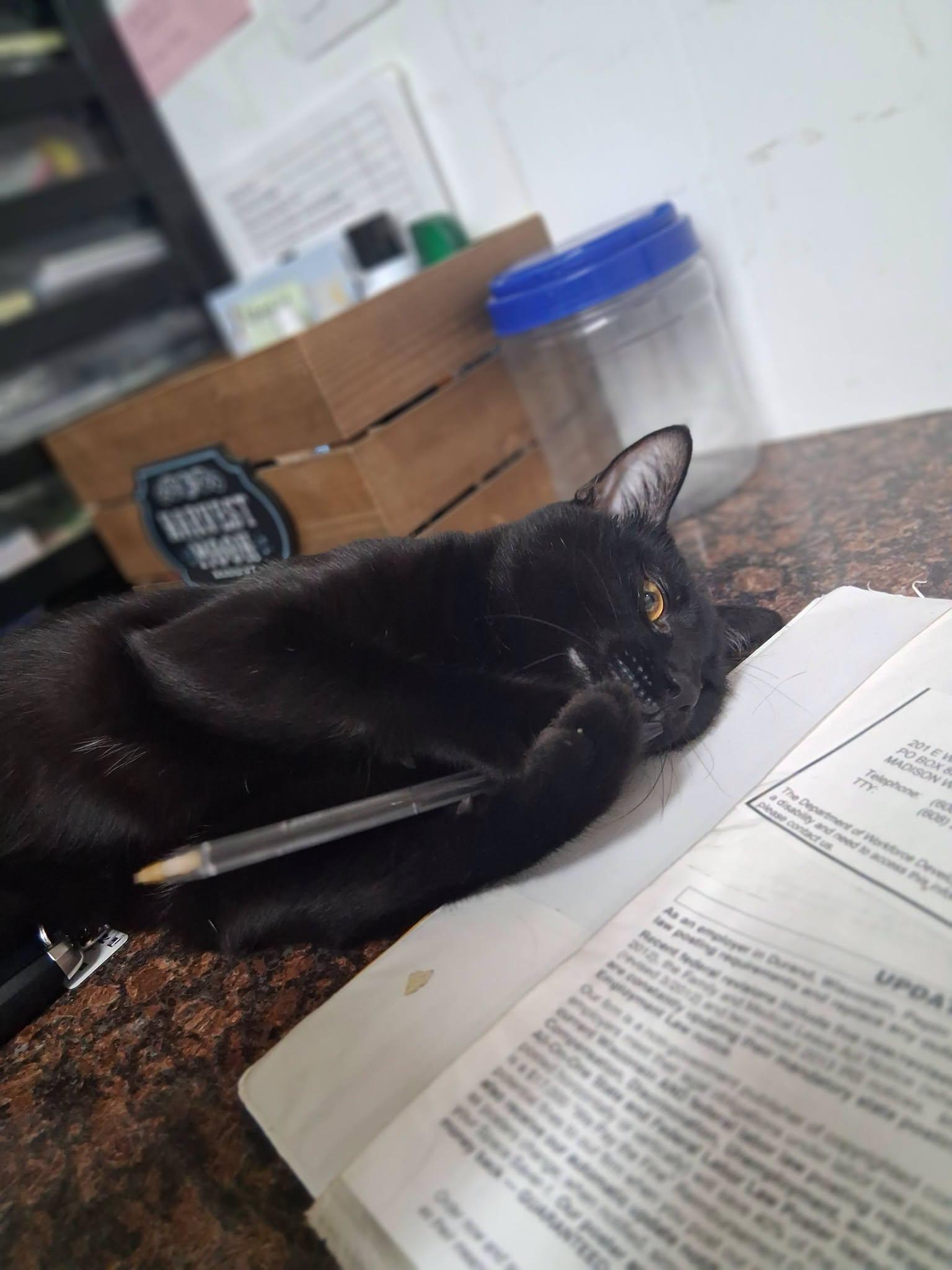 Enlarge Sketch, a ADOPTABLE Domestic Short Hair in Durand, WI image 3/5