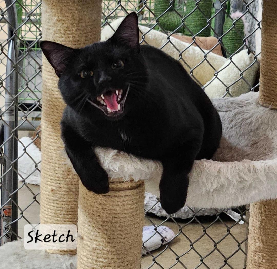 Sketch, ADOPTABLE, Adult Male Domestic Short Hair.
