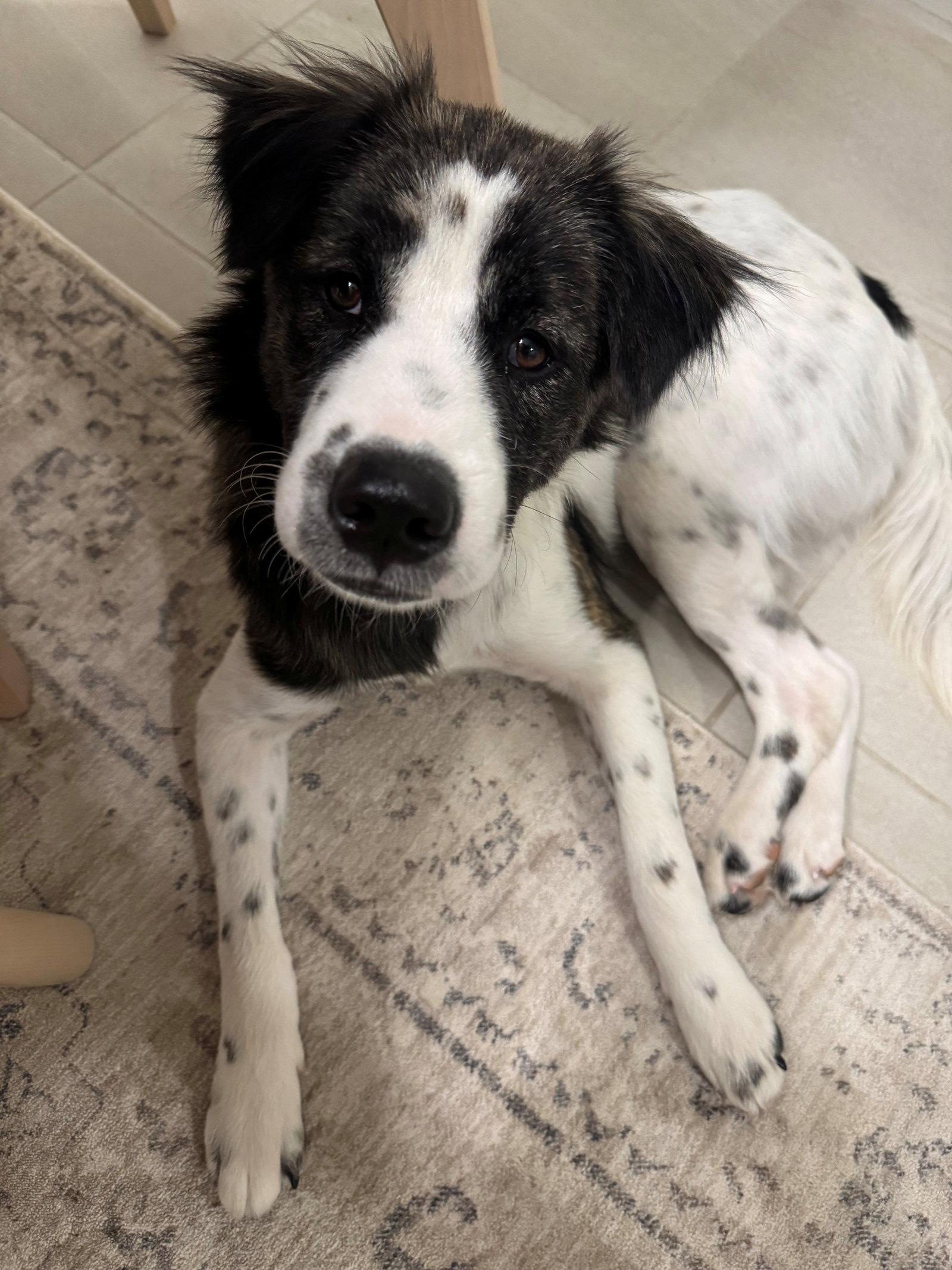 Charlie, Adoptable, Young Male Mixed Breed.