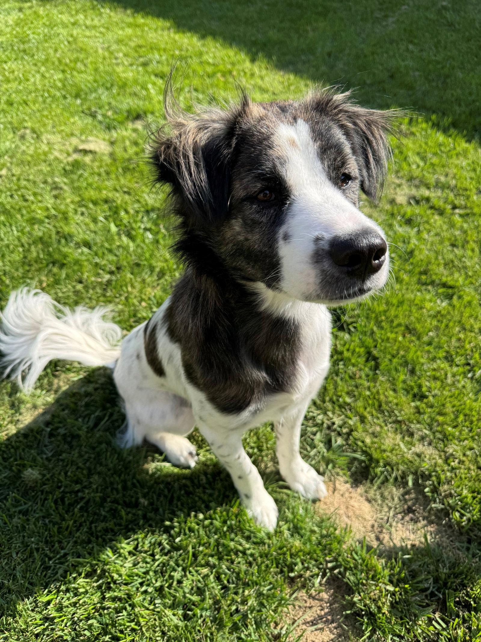 Enlarge Charlie, a Adoptable Mixed Breed in Etobicoke, ON image 2/3