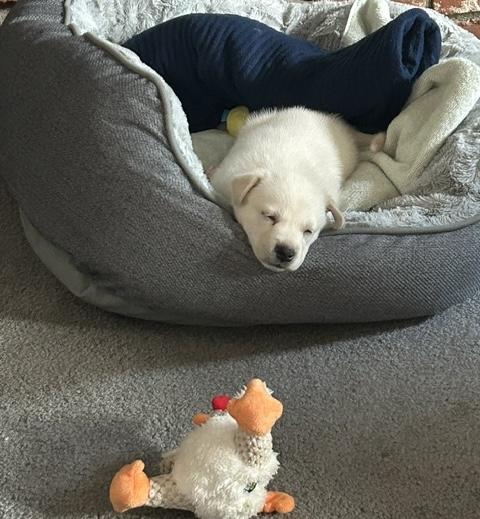 Scout, ADOPTABLE, Puppy Male Labrador Retriever.