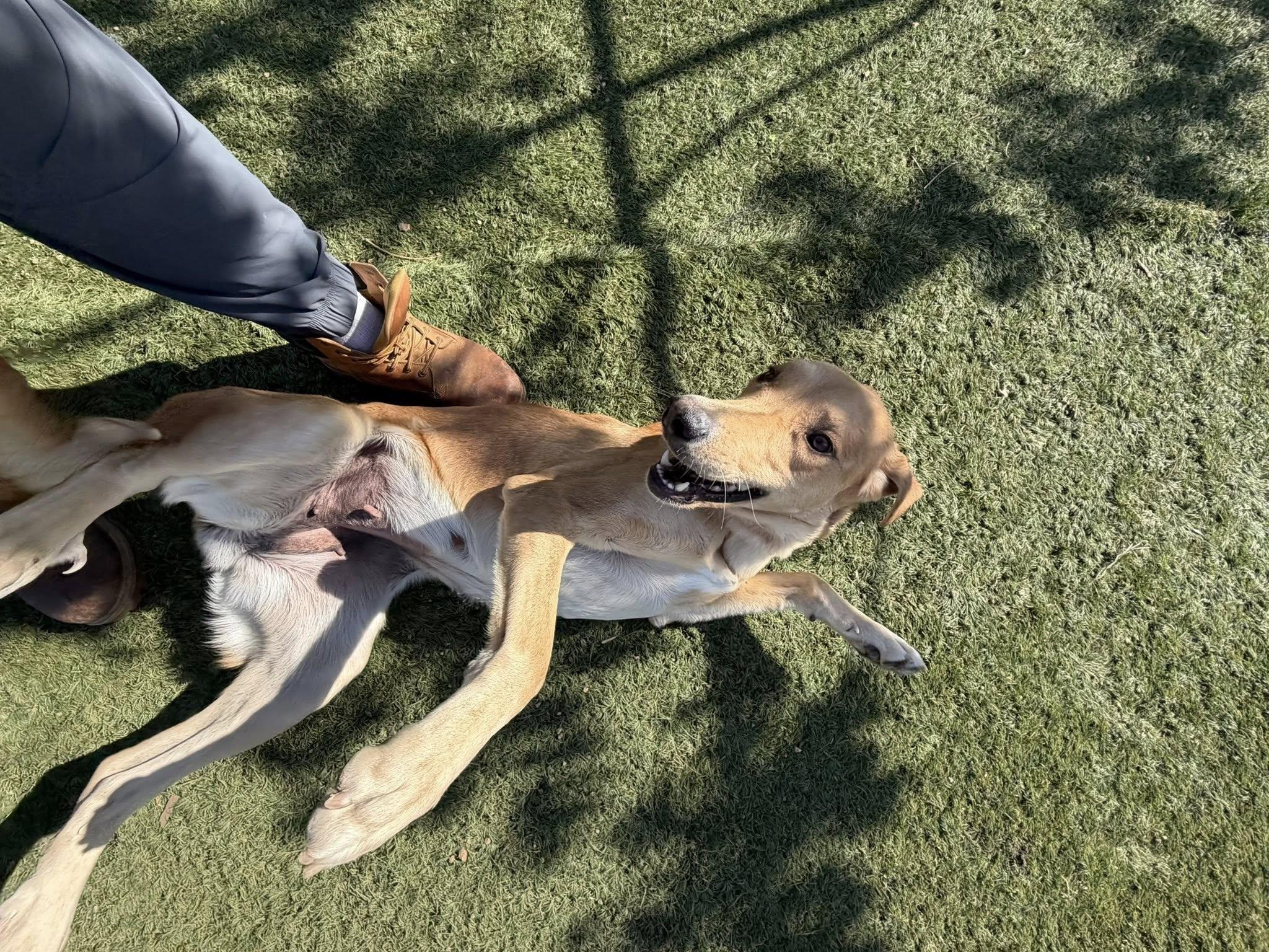 Enlarge Sunshine, a ADOPTABLE mixed breed in Agua Dulce, CA image 5/5