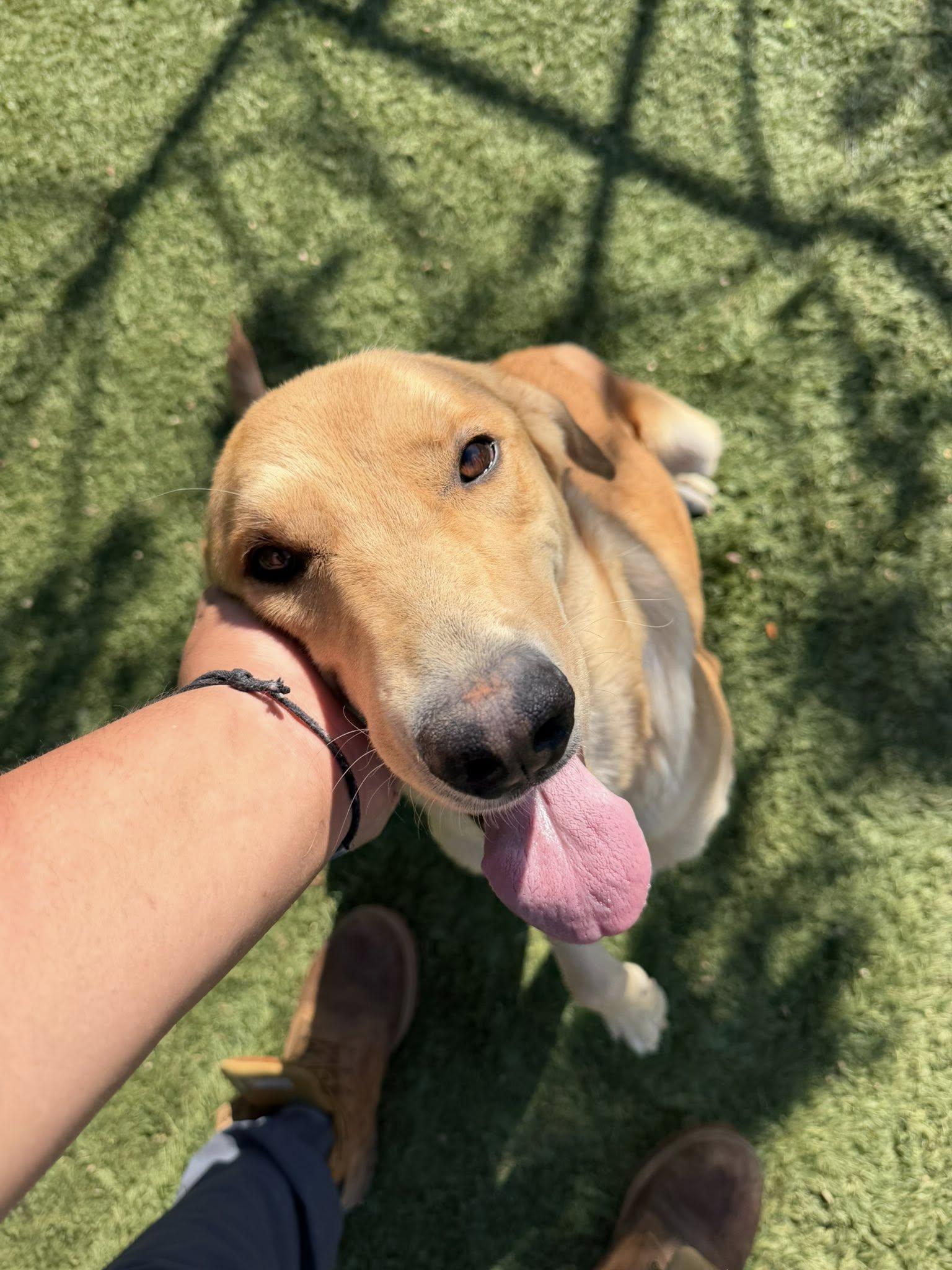 Enlarge Sunshine, a ADOPTABLE mixed breed in Agua Dulce, CA image 2/5