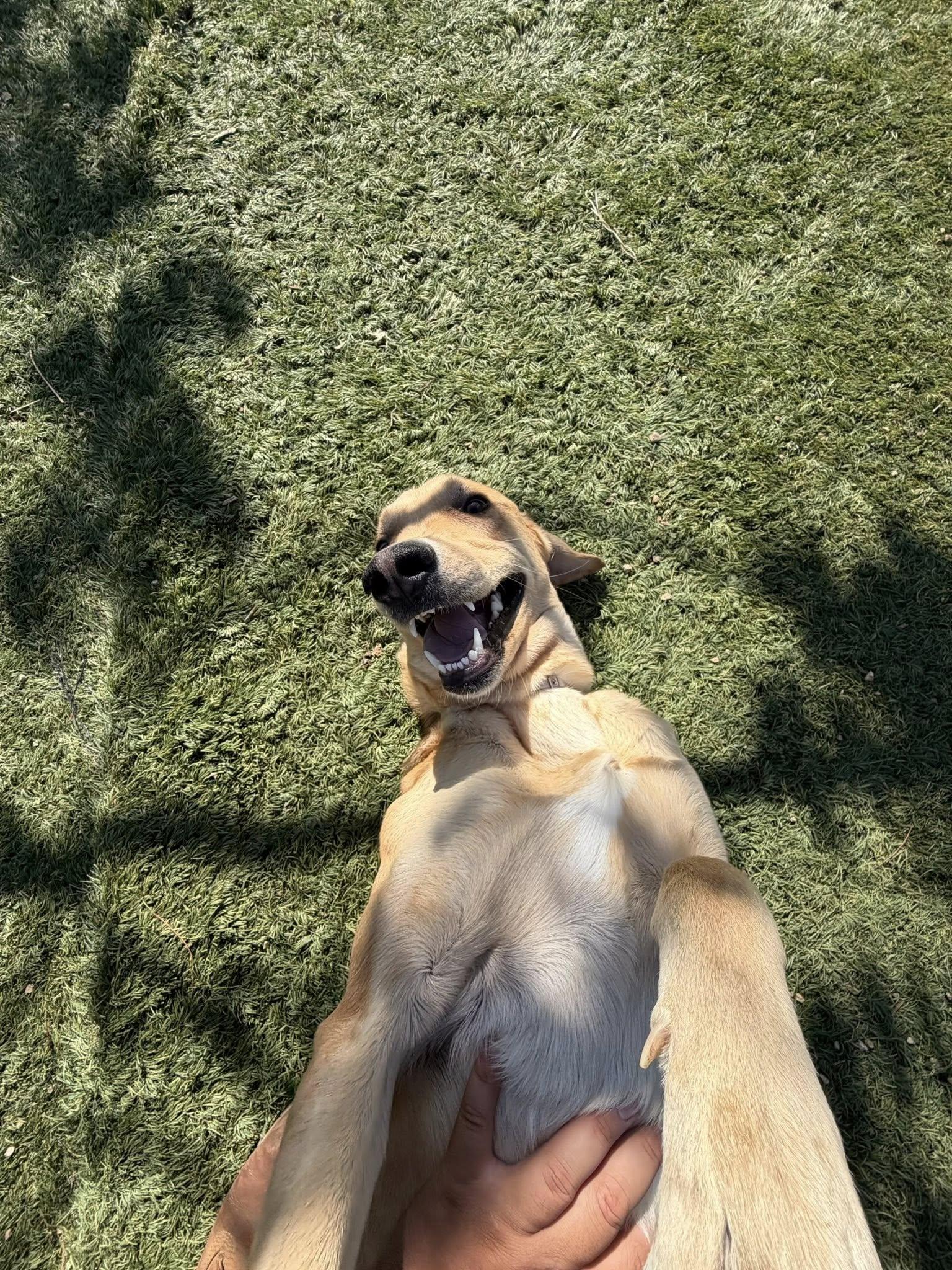 Enlarge Sunshine, a ADOPTABLE mixed breed in Agua Dulce, CA image 3/5