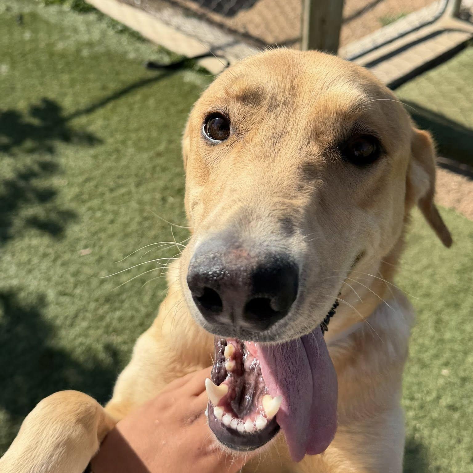 Sunshine, ADOPTABLE, Adult Female Golden Retriever & Shepherd.
