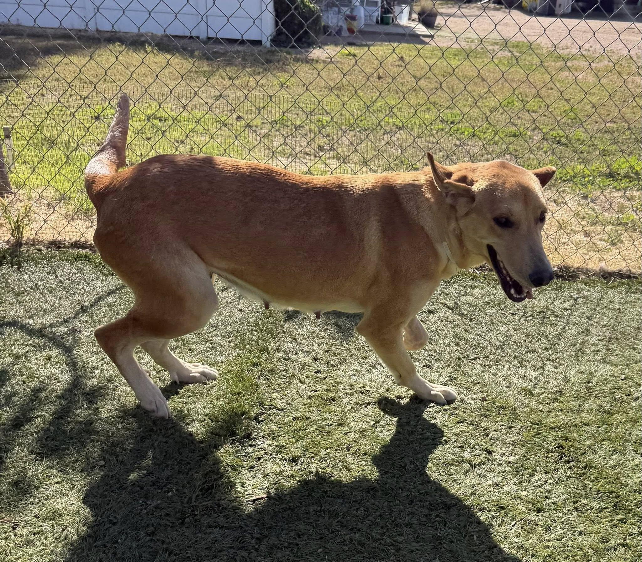Enlarge Sunshine, a ADOPTABLE mixed breed in Agua Dulce, CA image 4/5