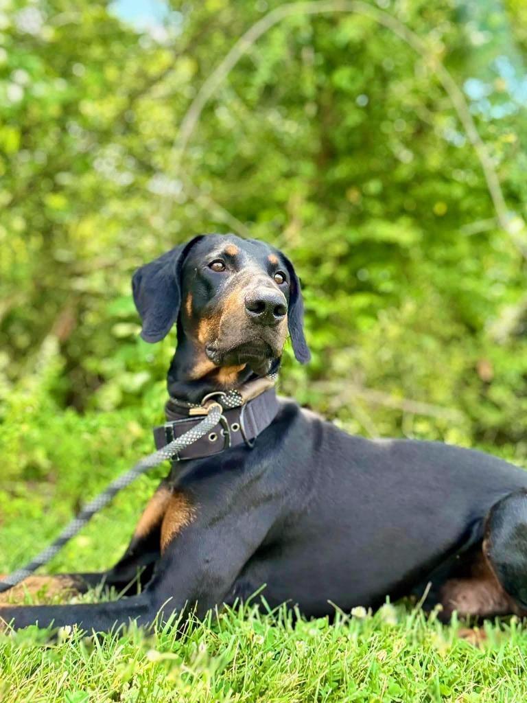 prince, Adoptable, Young Male Doberman Pinscher.