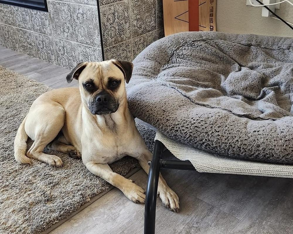 Relish, Adoptable, Young Male Pug.