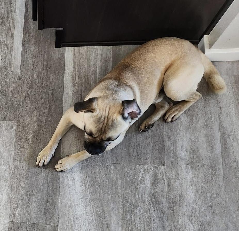 Enlarge Relish, a Adoptable mixed breed in Denver, CO image 2/6