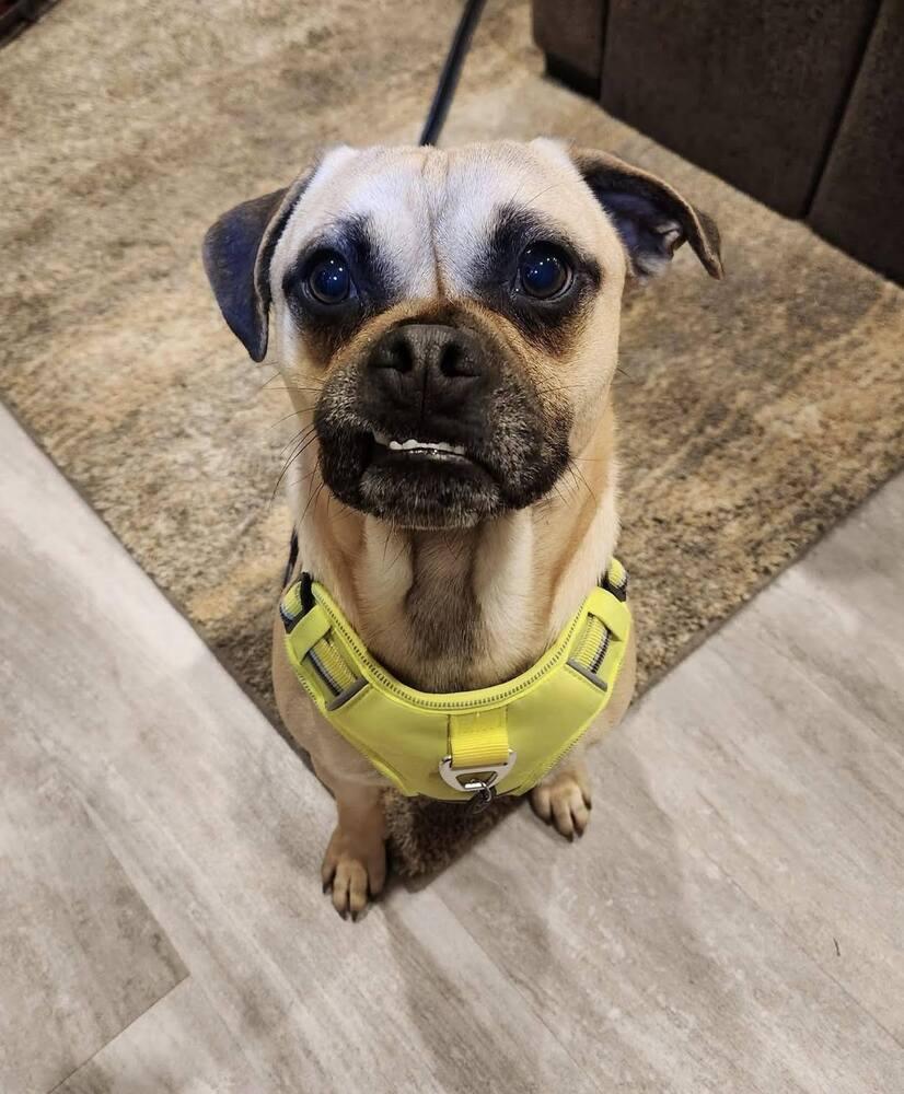 Enlarge Relish, a Adoptable mixed breed in Denver, CO image 3/6