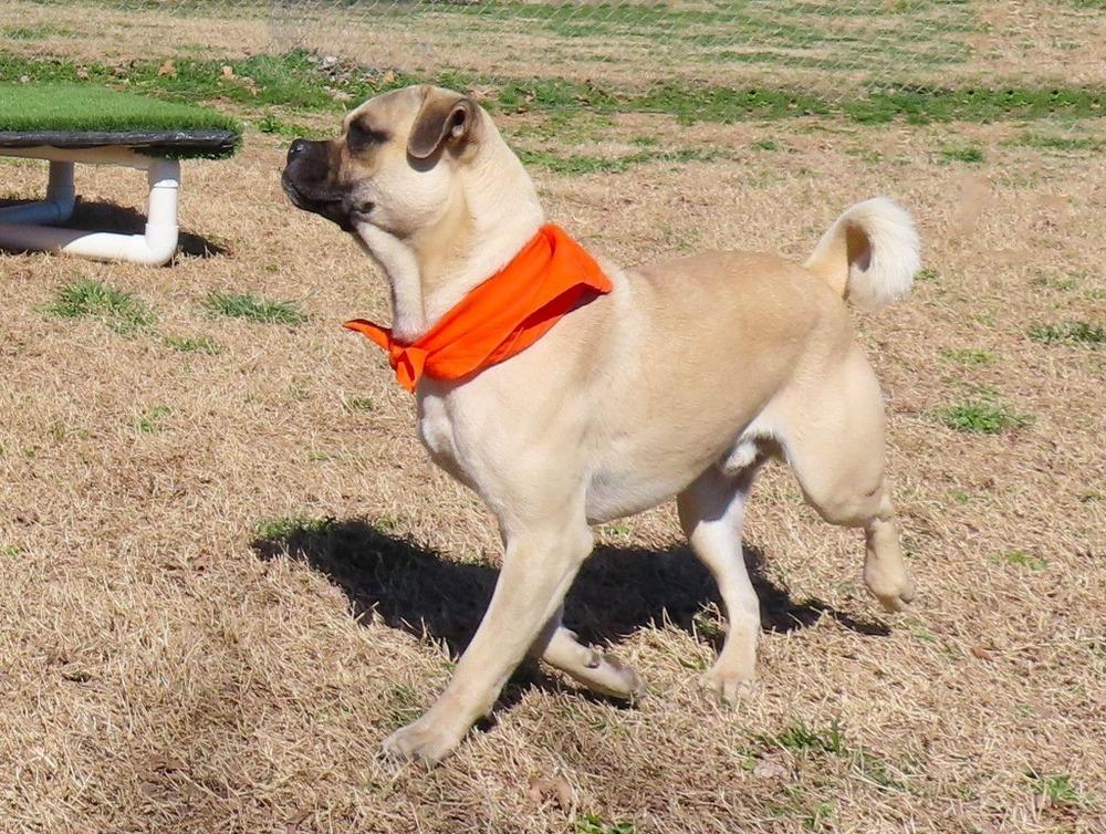 Enlarge Relish, a Adoptable mixed breed in Denver, CO image 4/6