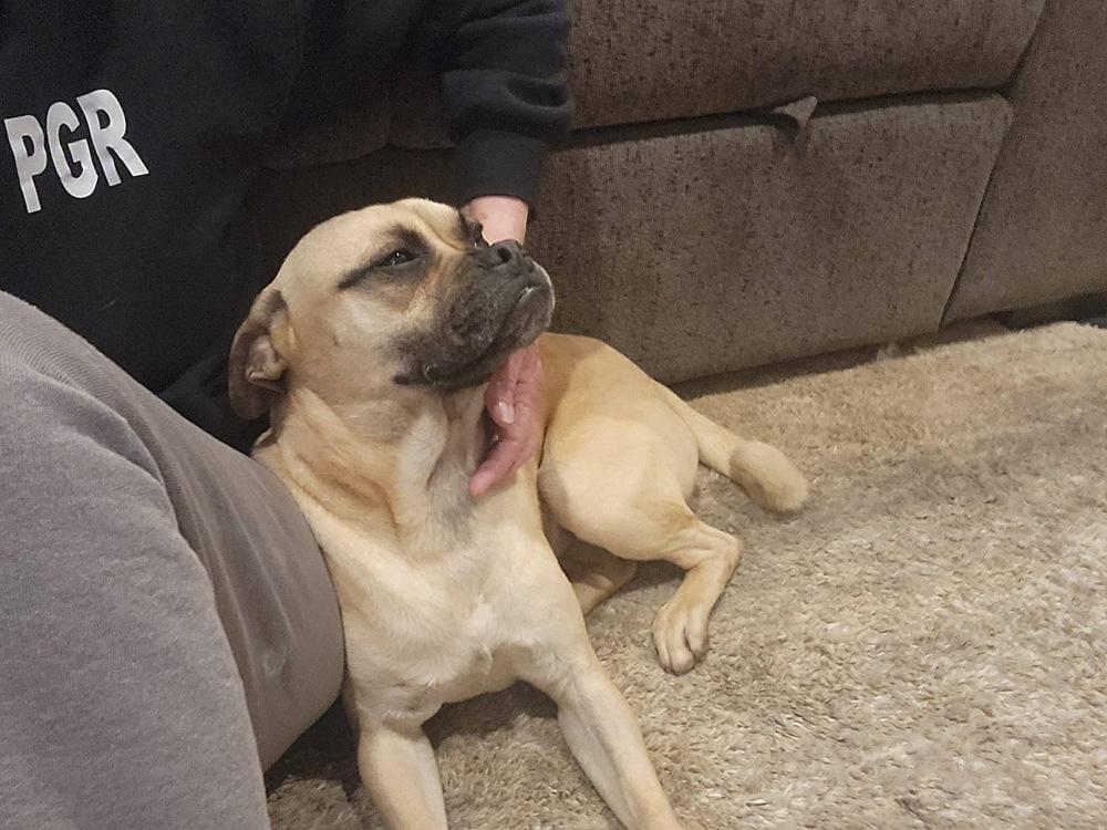 Enlarge Relish, a Adoptable mixed breed in Denver, CO image 5/6