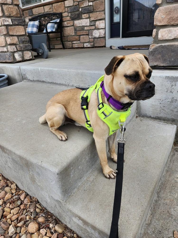Enlarge Relish, a Adoptable mixed breed in Denver, CO image 6/6