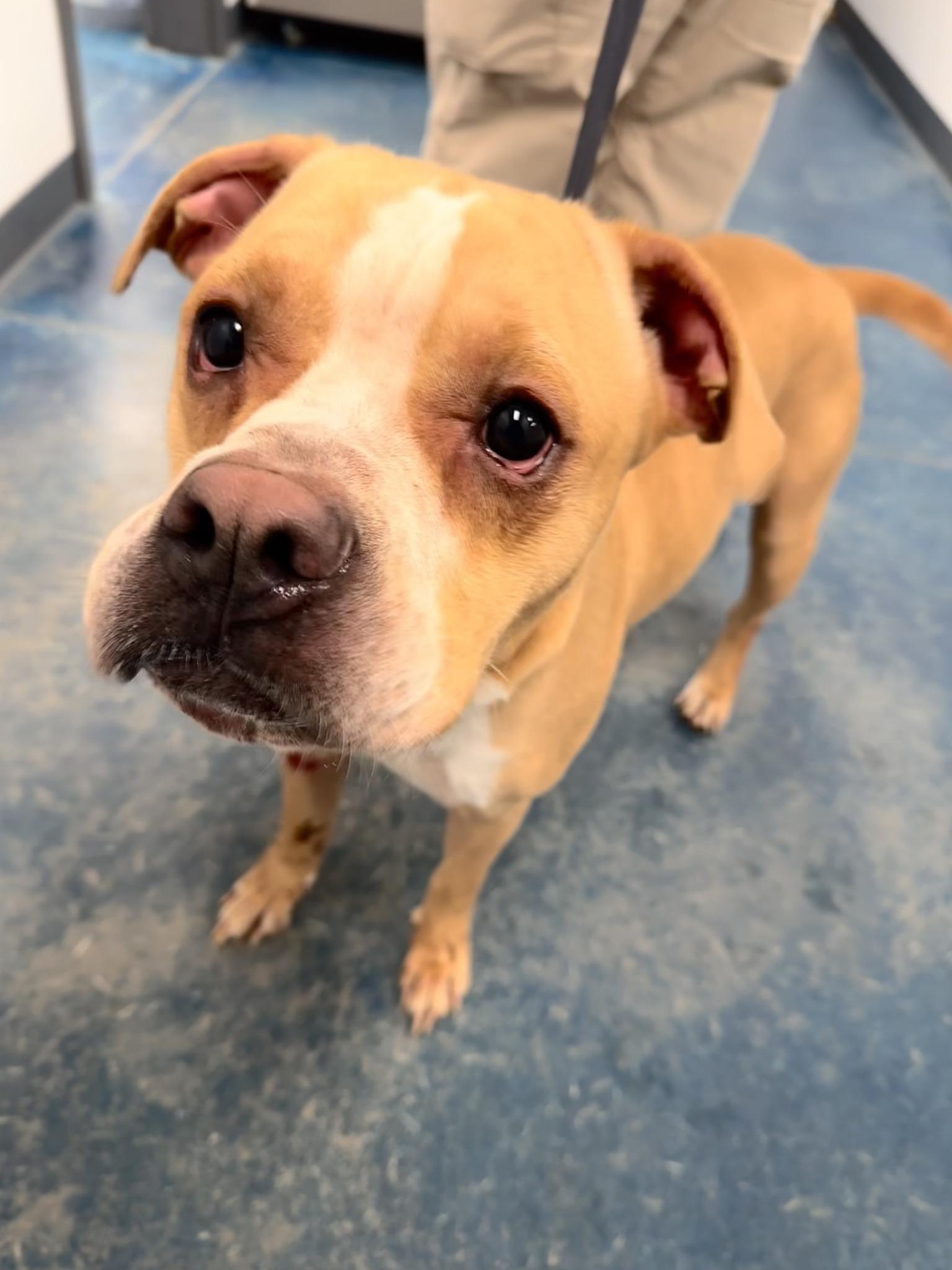 Archie, a Adoptable American Staffordshire Terrier in Monticello, IN image 3/4