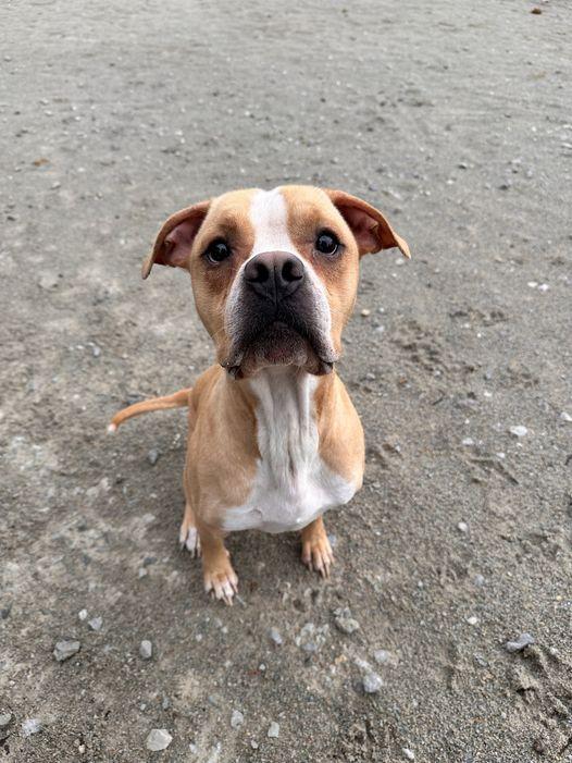 Archie, a Adoptable American Staffordshire Terrier in Monticello, IN image 4/4