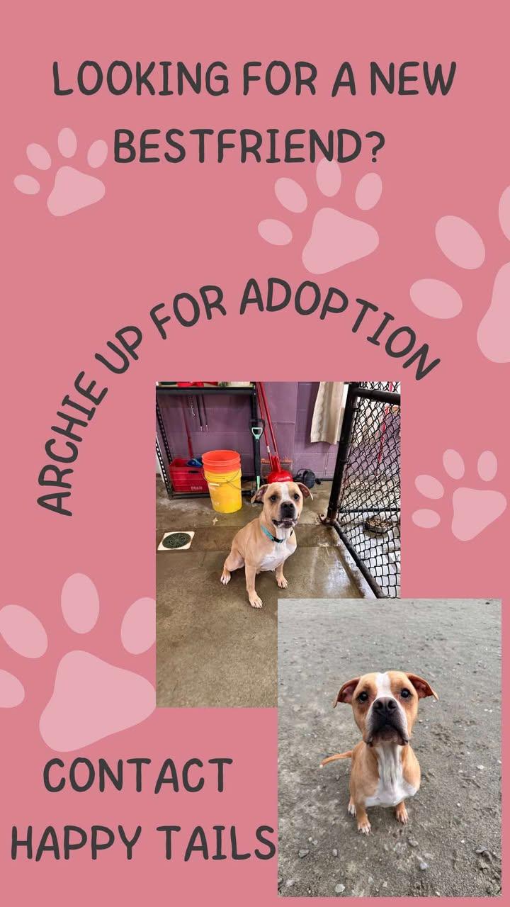 Archie, a Adoptable American Staffordshire Terrier in Monticello, IN image 2/4