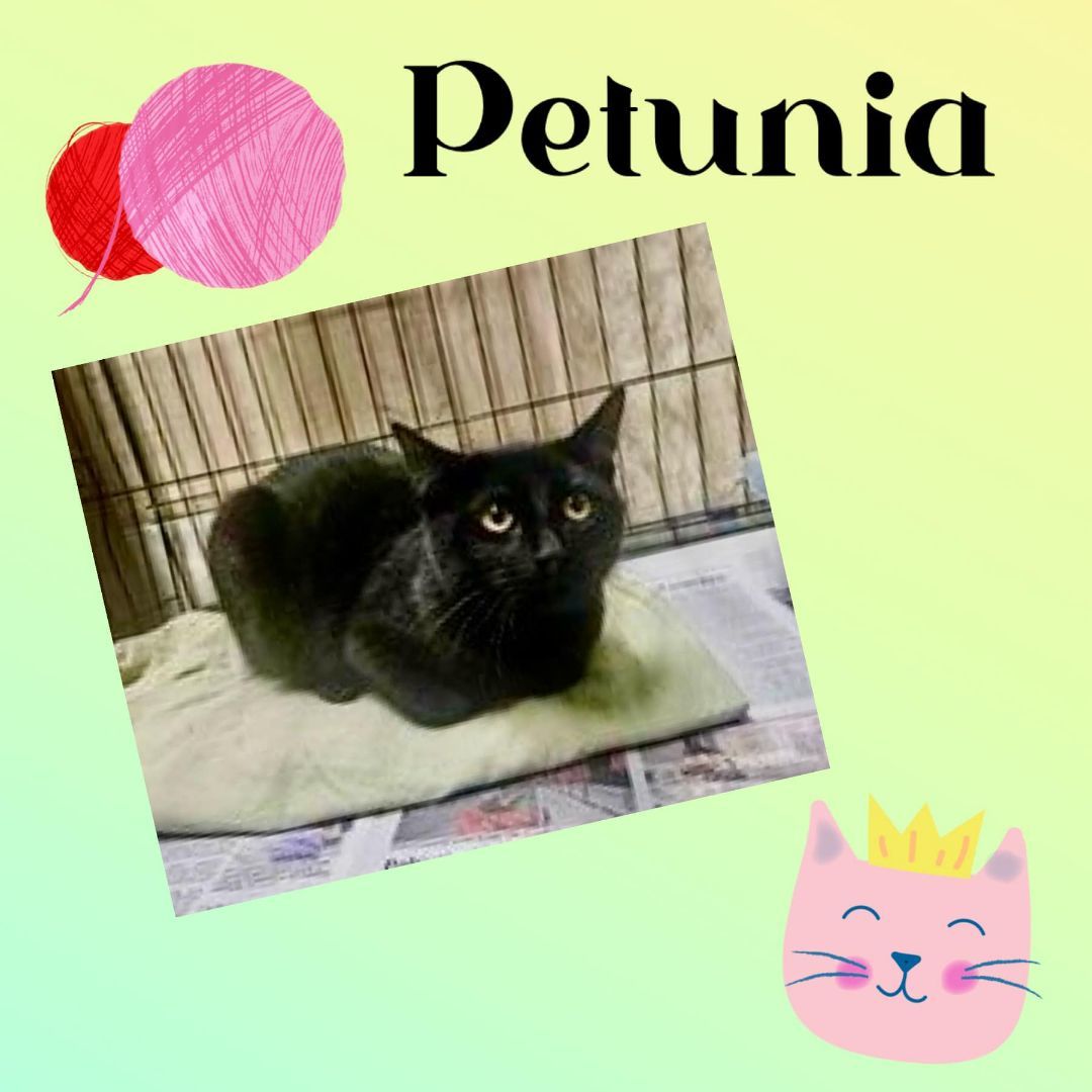 Enlarge Petunia, a Adoptable Domestic Short Hair in Monticello, IN image 1/1