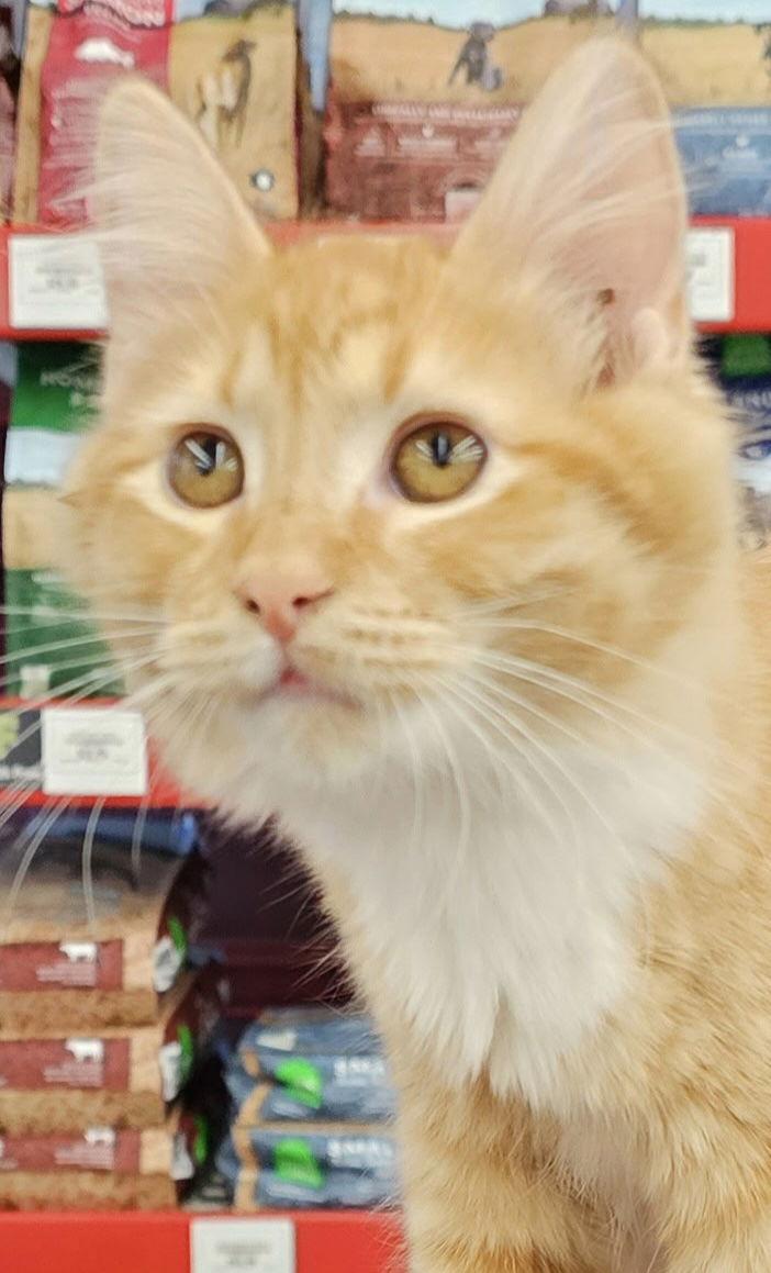 Fluffy, Adopted, Young Female Domestic Short Hair.