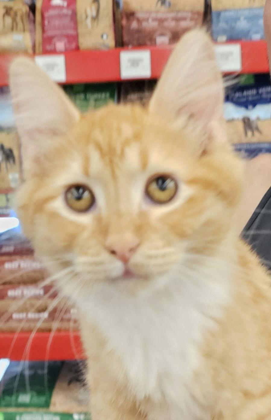 Fluffy, a Adopted Domestic Short Hair in Antioch, CA image 2/2