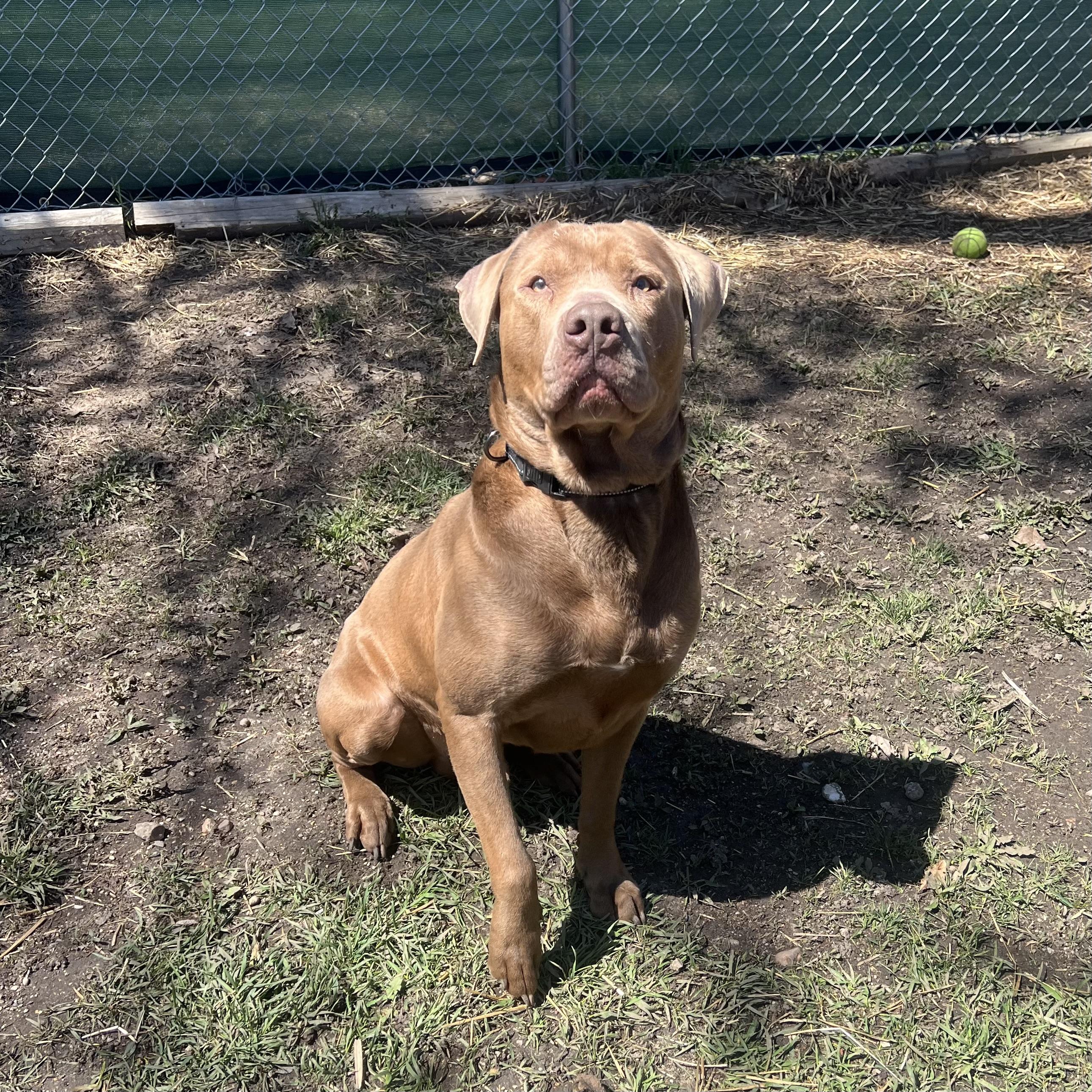 Major - Sponsored by Hawkins Chevrolet, Adult Male Labrador Retriever