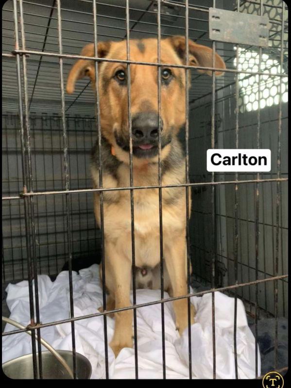 Carlton, a Adoptable mixed breed in Winston Salem, NC image 1/3