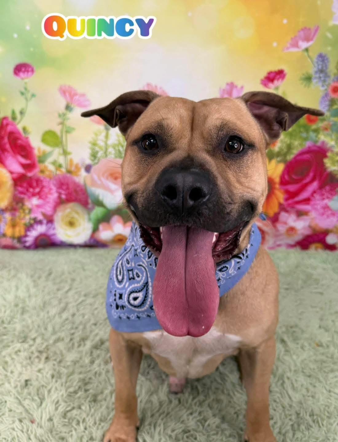 Enlarge Quincy, a ADOPTABLE Mixed Breed in Flint, MI image 1/1