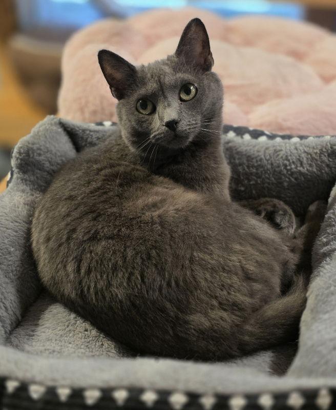 Char, Adoptable, Young Female Domestic Short Hair.