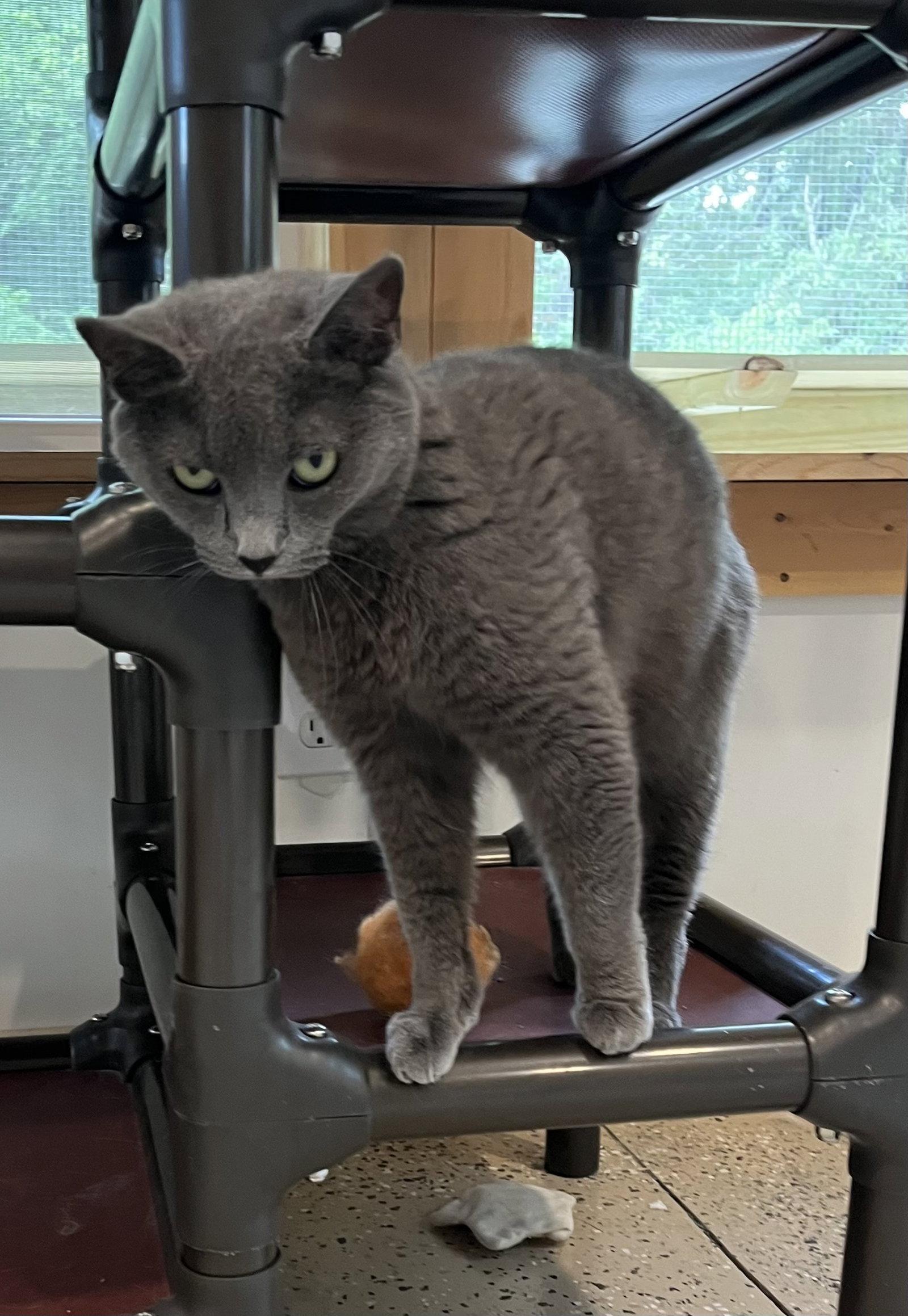Char, Adoptable, Young Female Domestic Short Hair.