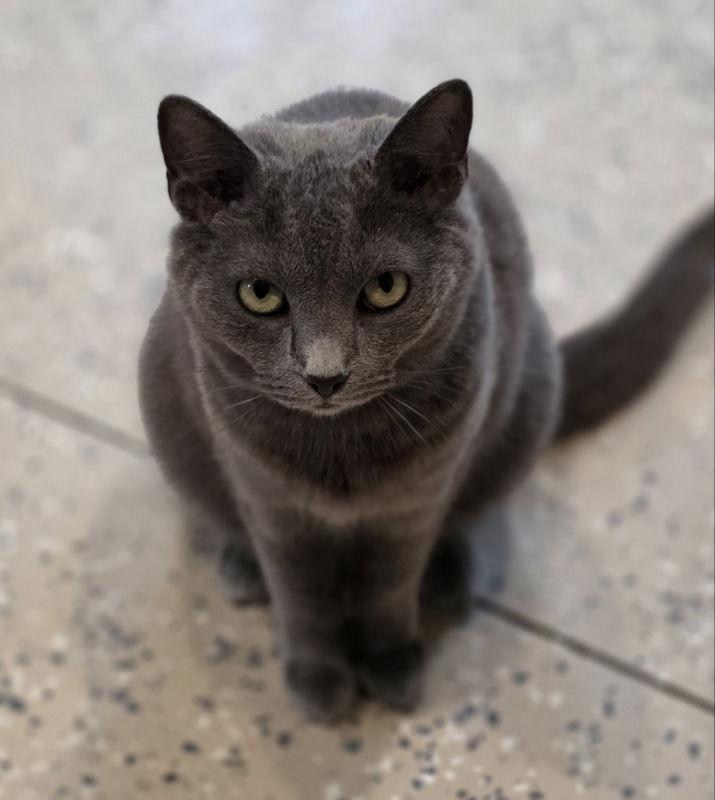 Char, a Adoptable Domestic Short Hair in Woodsfield, OH image 2/3