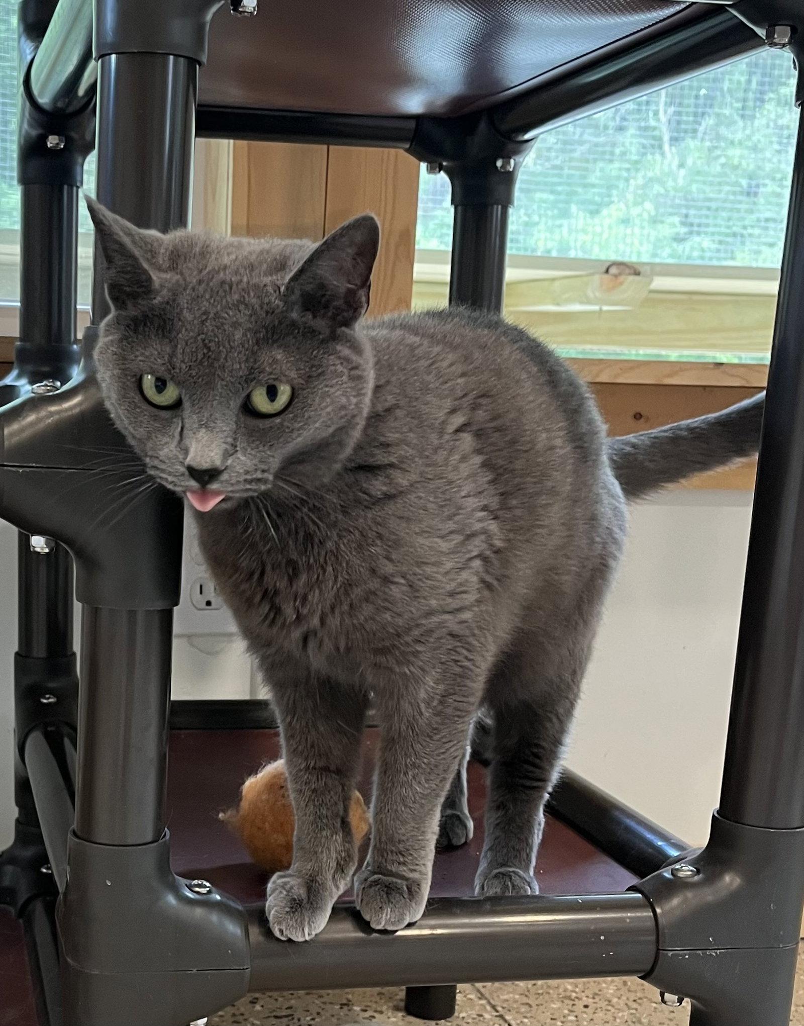 Char, a Adoptable Domestic Short Hair in Woodsfield, OH image 2/3