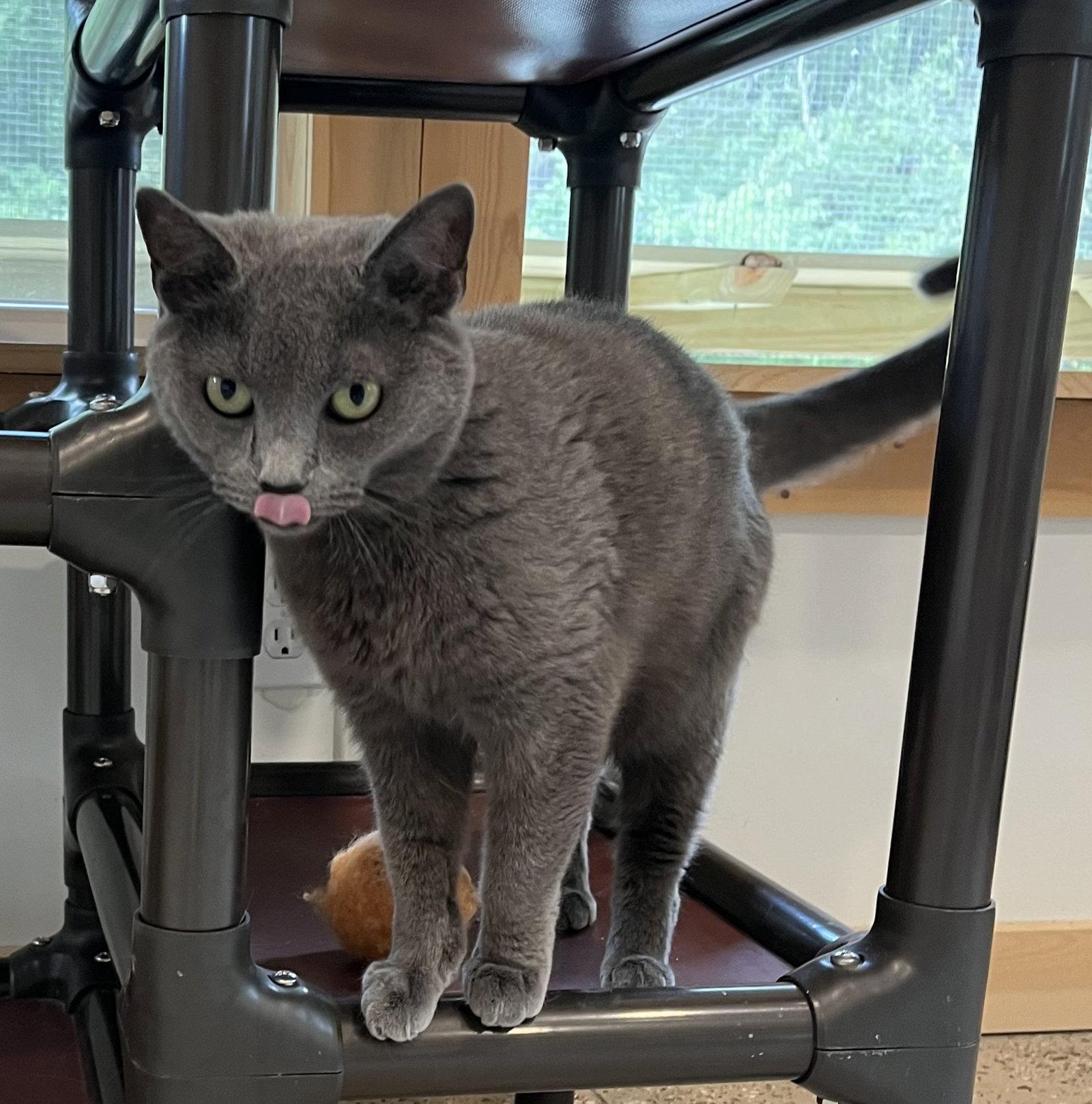 Char, a Adoptable Domestic Short Hair in Woodsfield, OH image 3/3