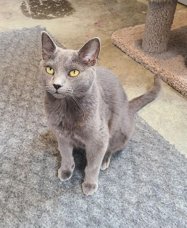 Char, a Adoptable Domestic Short Hair in Woodsfield, OH image 3/3