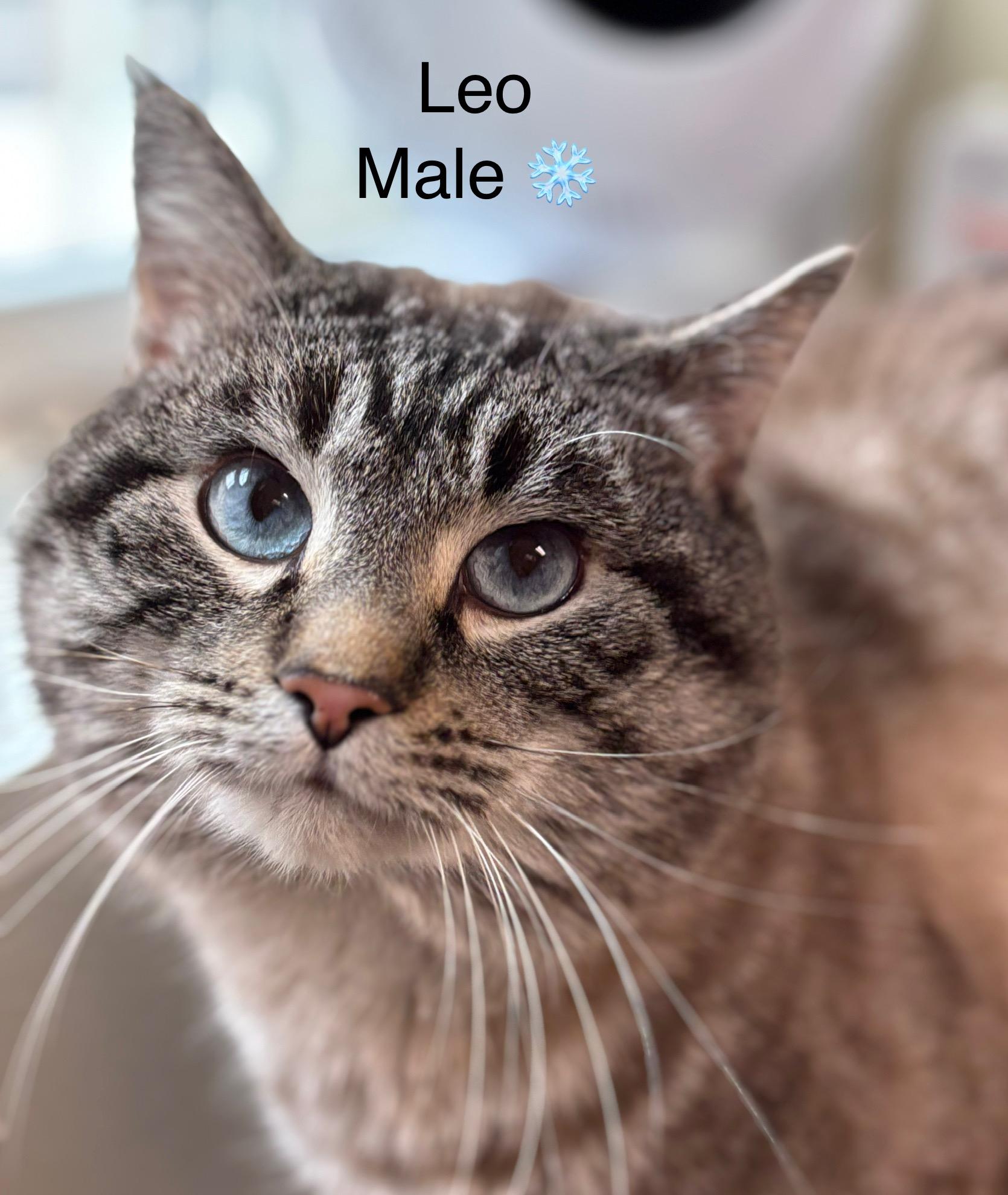 Leo, a ADOPTABLE mixed breed in Calais, ME image 2/2