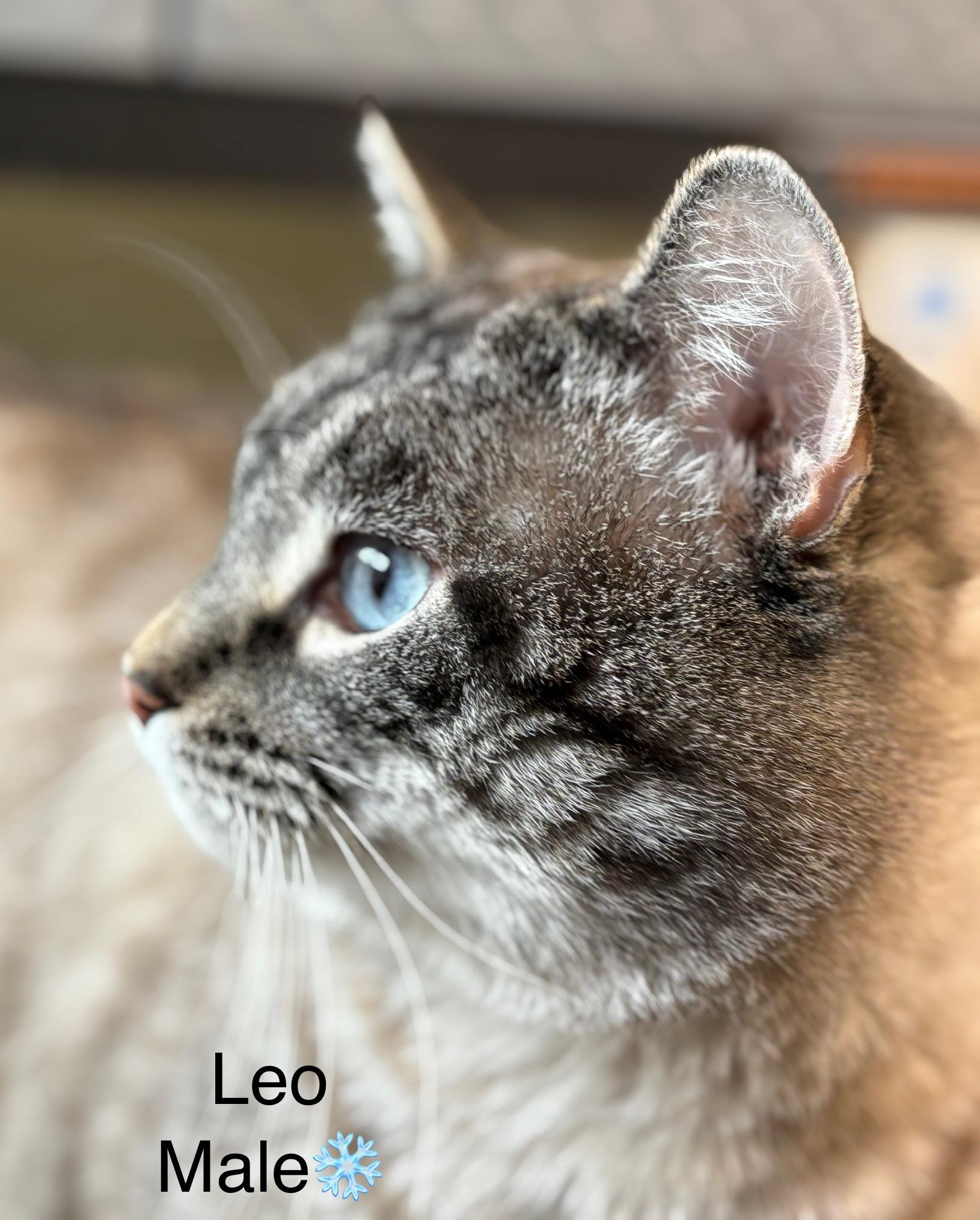 Leo, a ADOPTABLE mixed breed in Calais, ME image 1/2