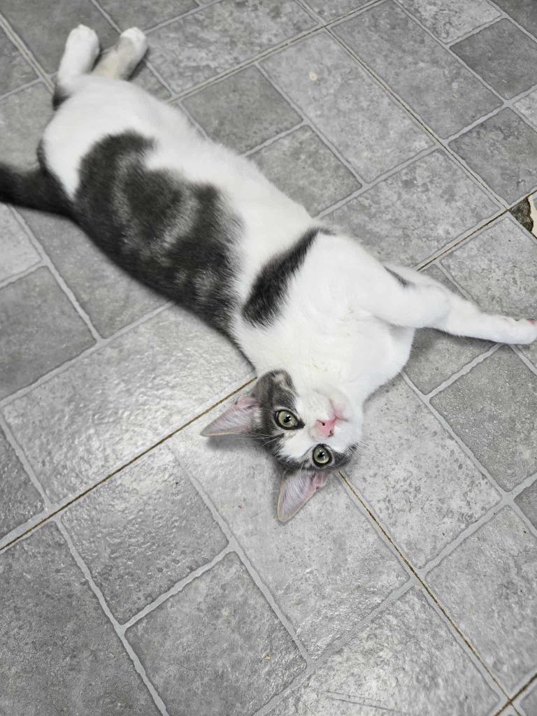 Cougar, Adoptable, Young Female Domestic Short Hair.