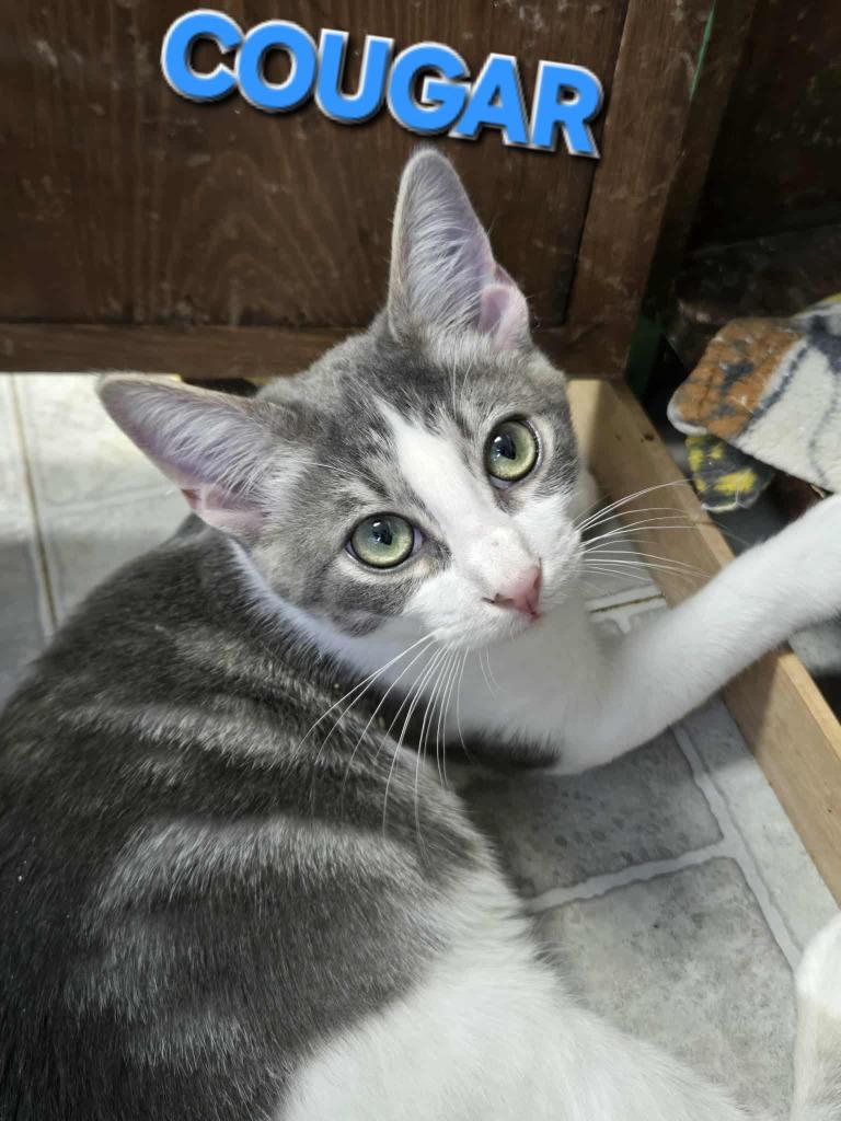 Enlarge Cougar, a Adoptable mixed breed in Rome, GA image 2/3