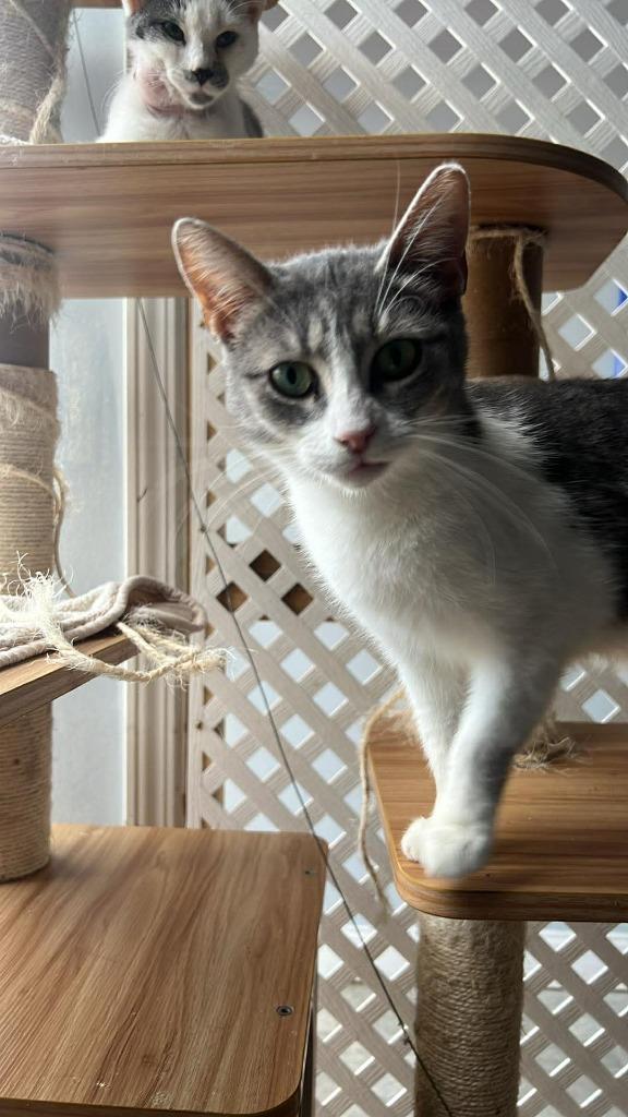 Enlarge Cougar, a Adoptable mixed breed in Rome, GA image 3/3