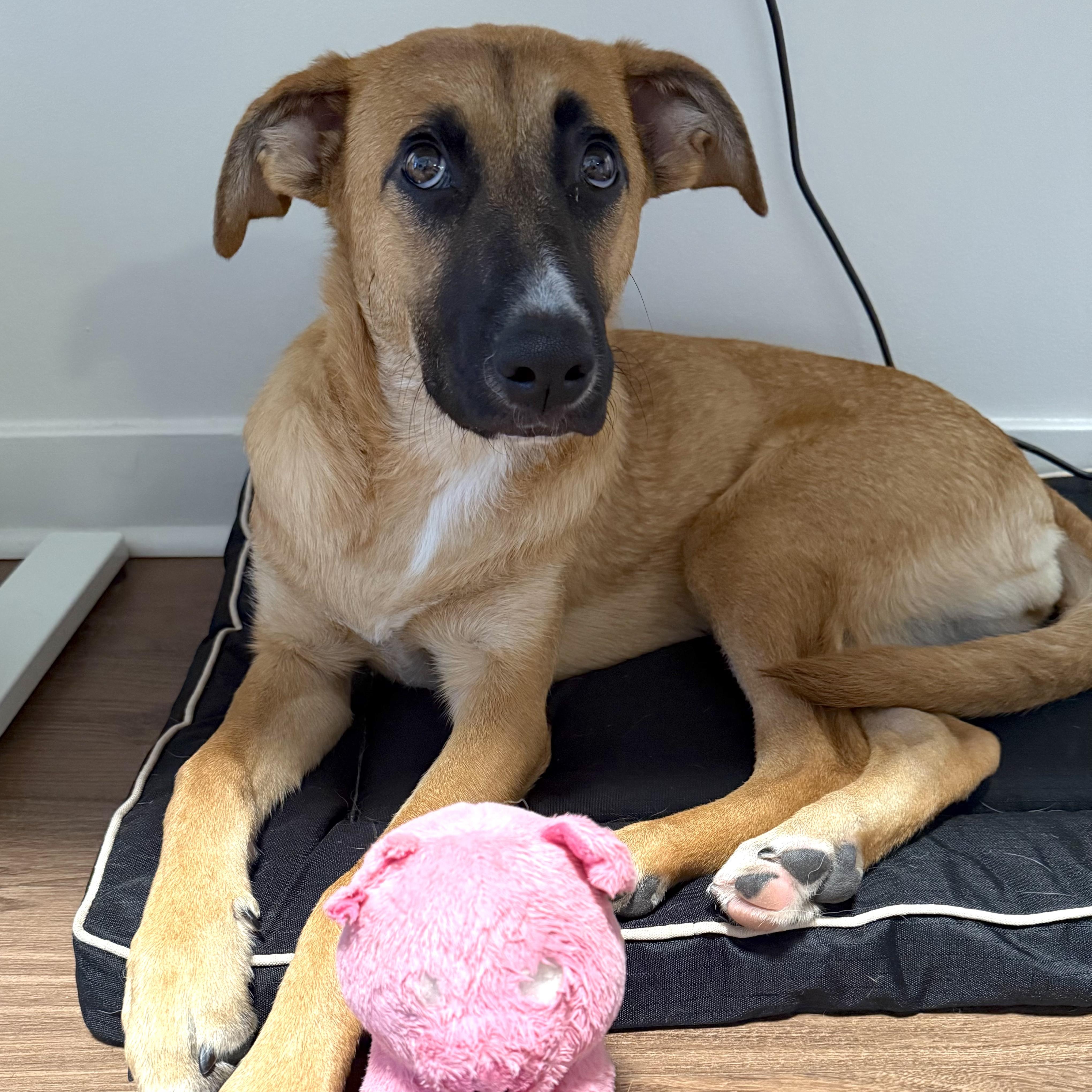 Roxie, an adopted mixed breed in Chatham, NJ image 3/6