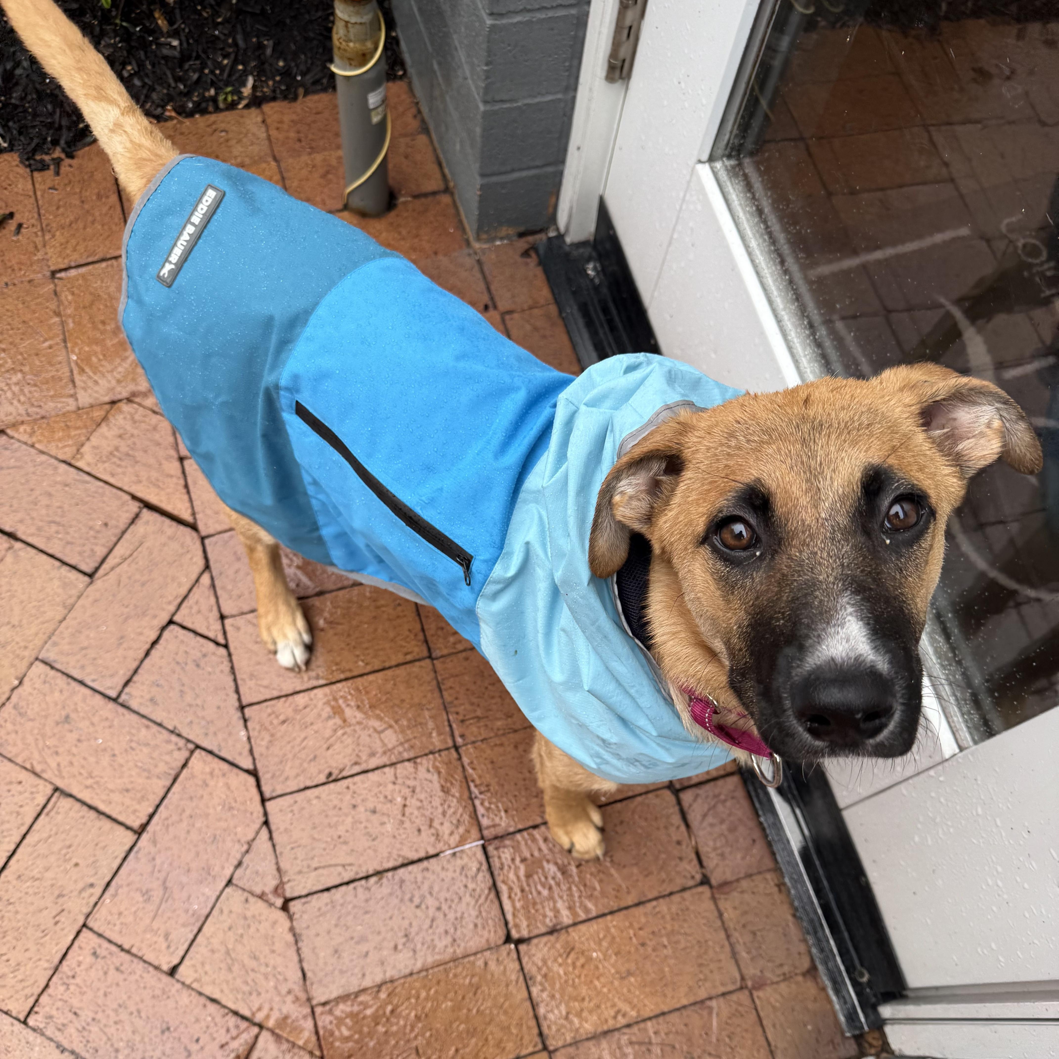Roxie, an adopted mixed breed in Chatham, NJ image 5/6