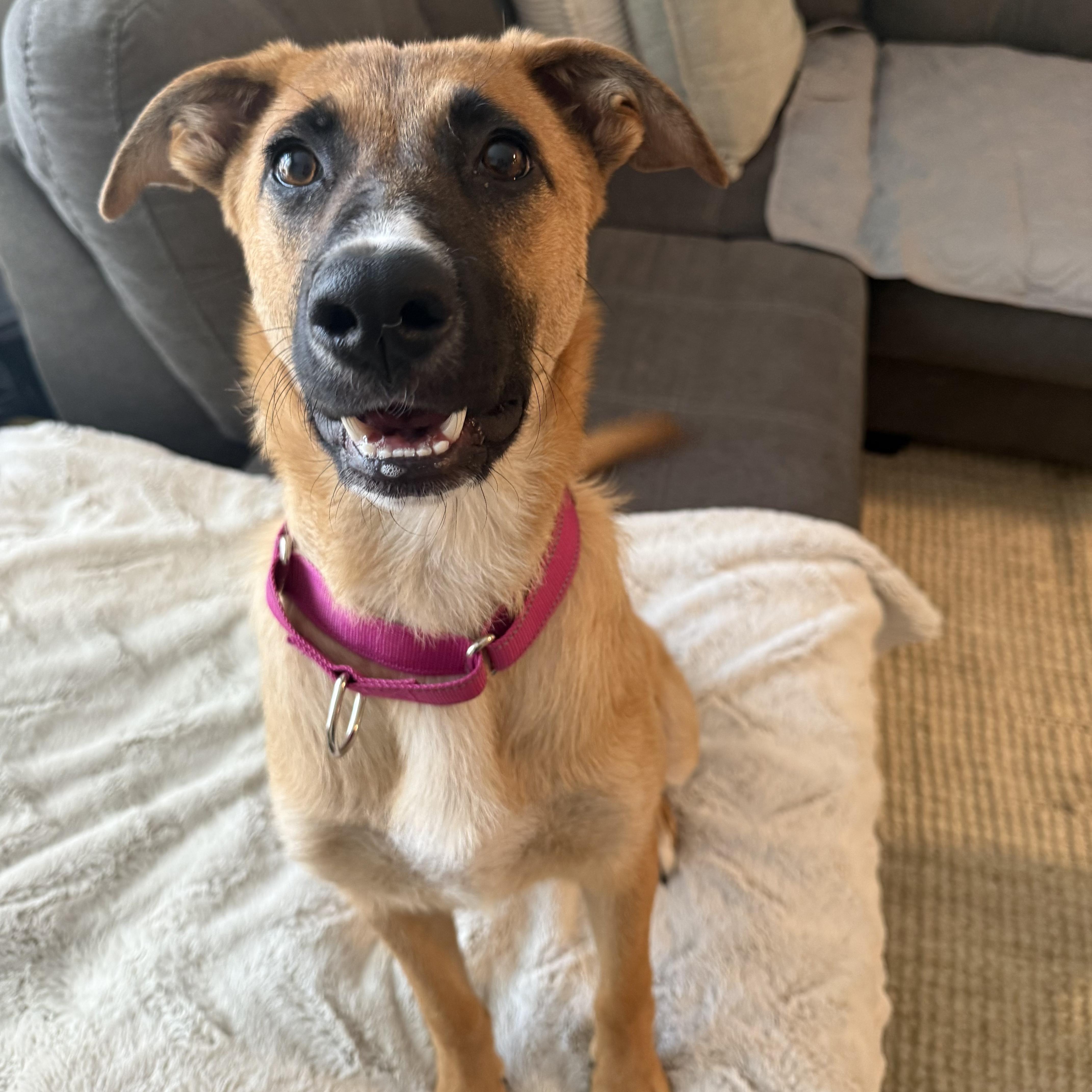 Roxie, an adopted mixed breed in Chatham, NJ image 6/6